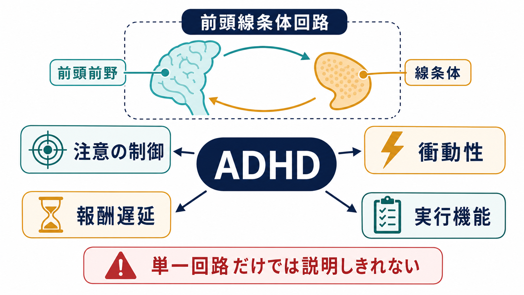 ADHDと前頭線条体回路の概念地図