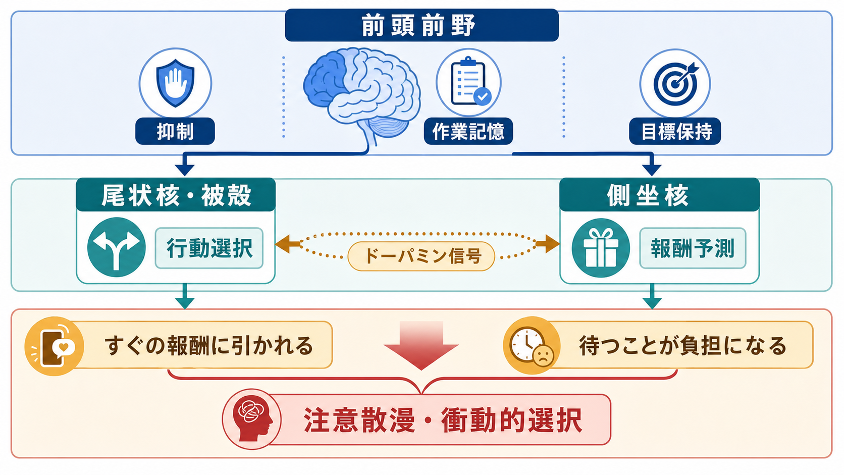 前頭前野と線条体が報酬遅延を調整する仕組み