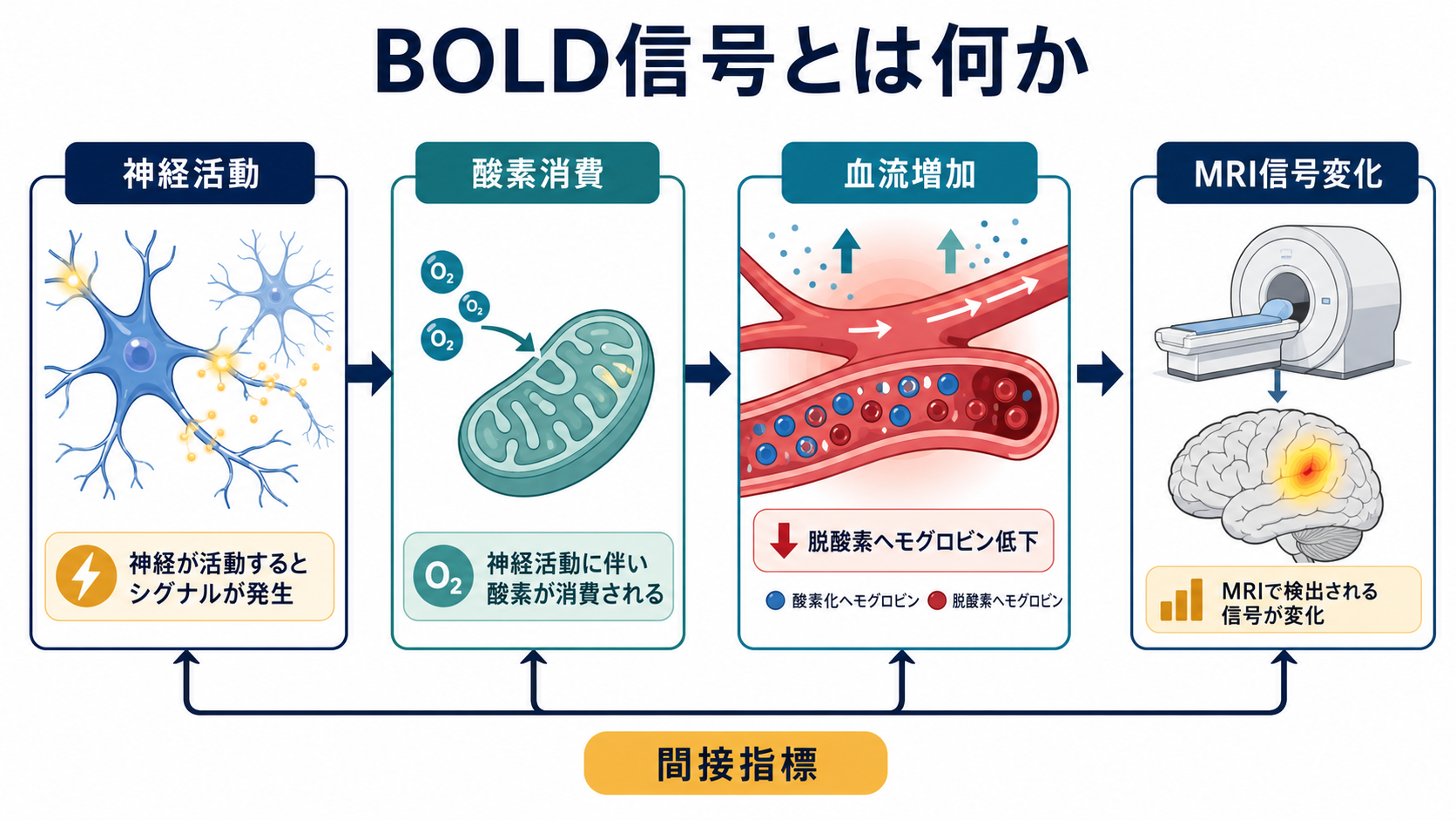 BOLD信号が神経活動、酸素消費、血流増加、MRI信号変化をつなぐ流れ