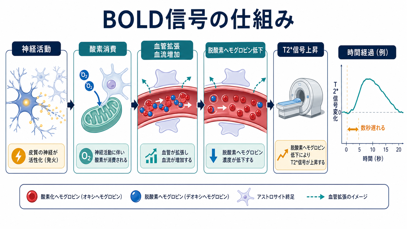 BOLD信号の仕組みとして神経活動からT2*信号上昇までを示す流れ