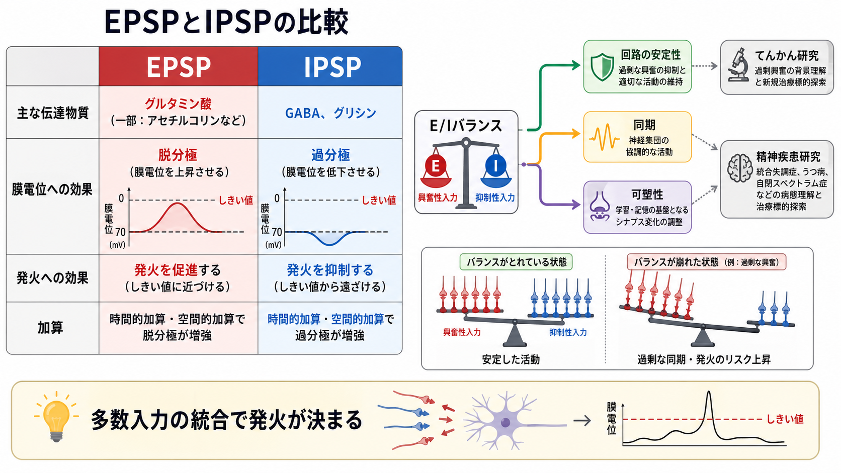 EPSPとIPSPの比較とE/Iバランス
