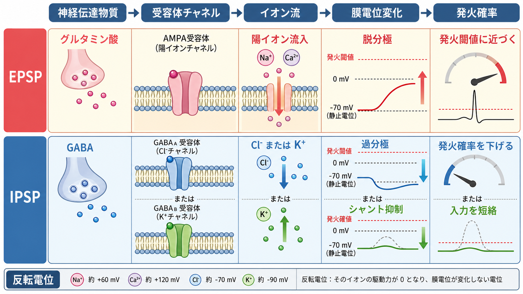 EPSPとIPSPの反転電位とシャント抑制