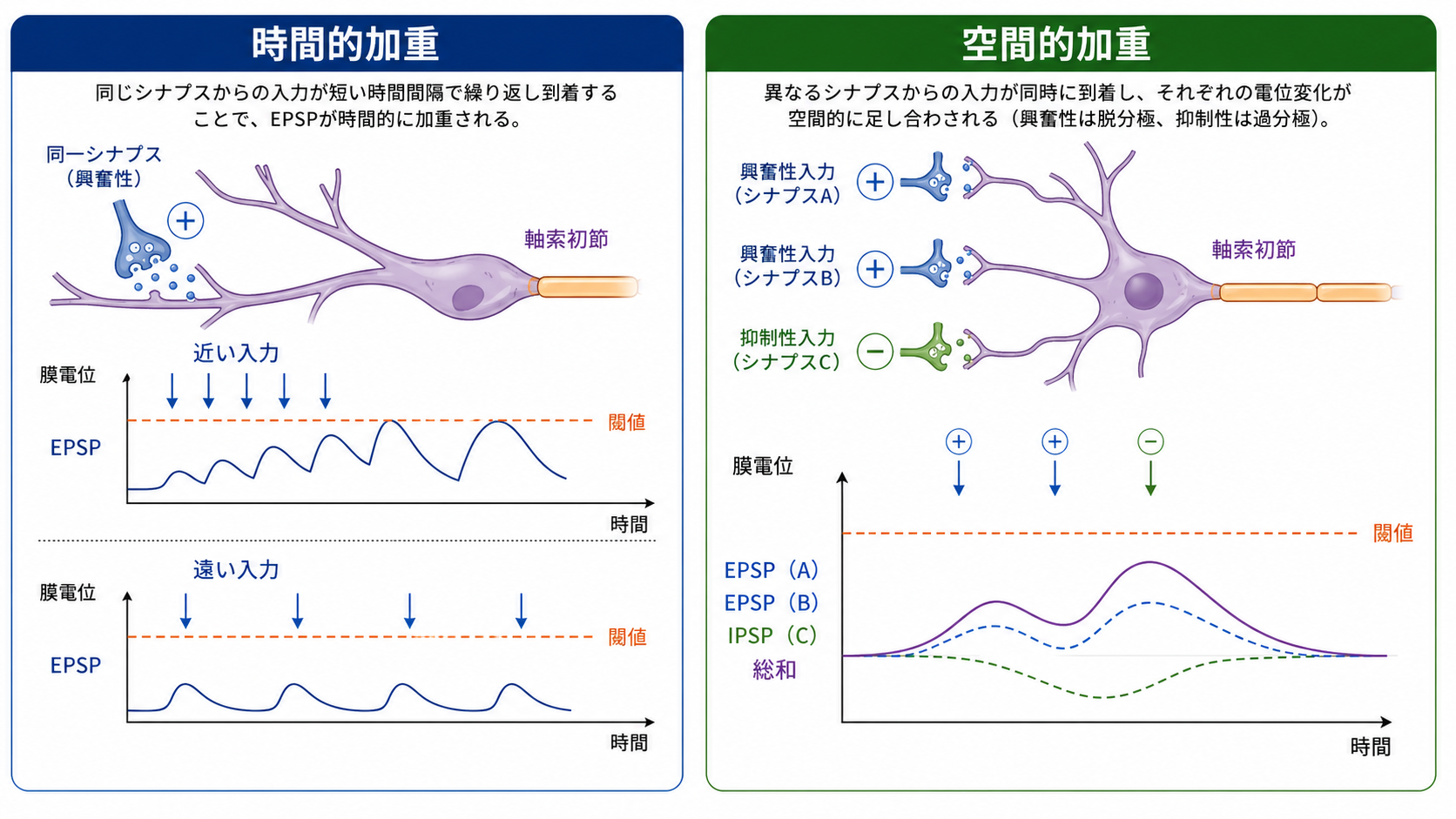 EPSPとIPSPの時間的加算と空間的加算