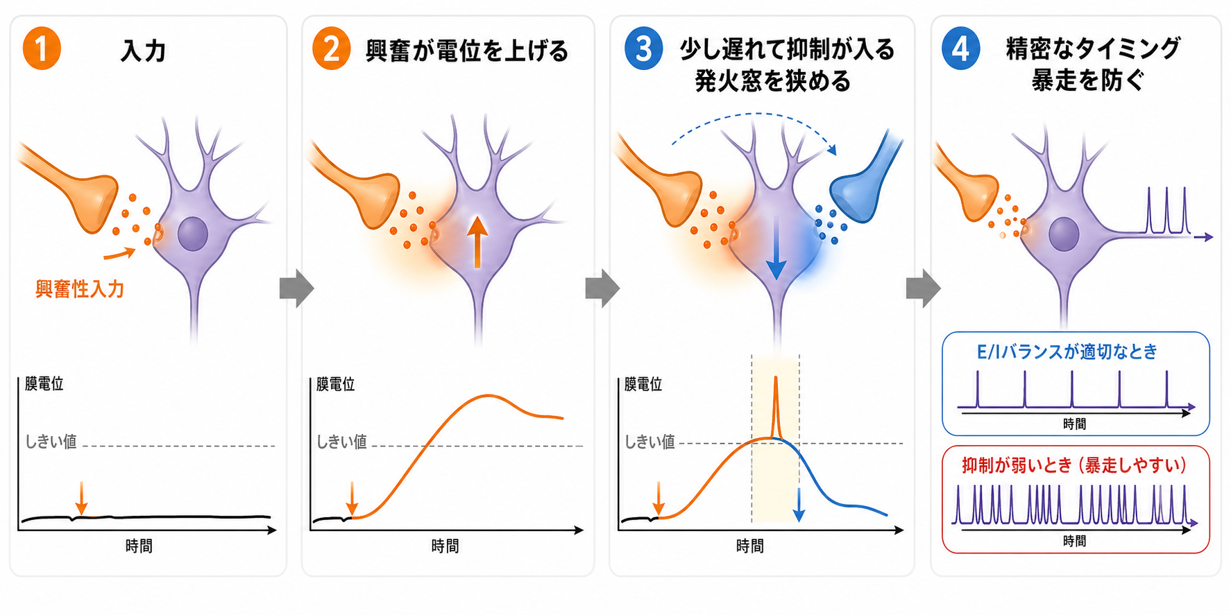 E/Iバランスが発火タイミングを整える仕組み