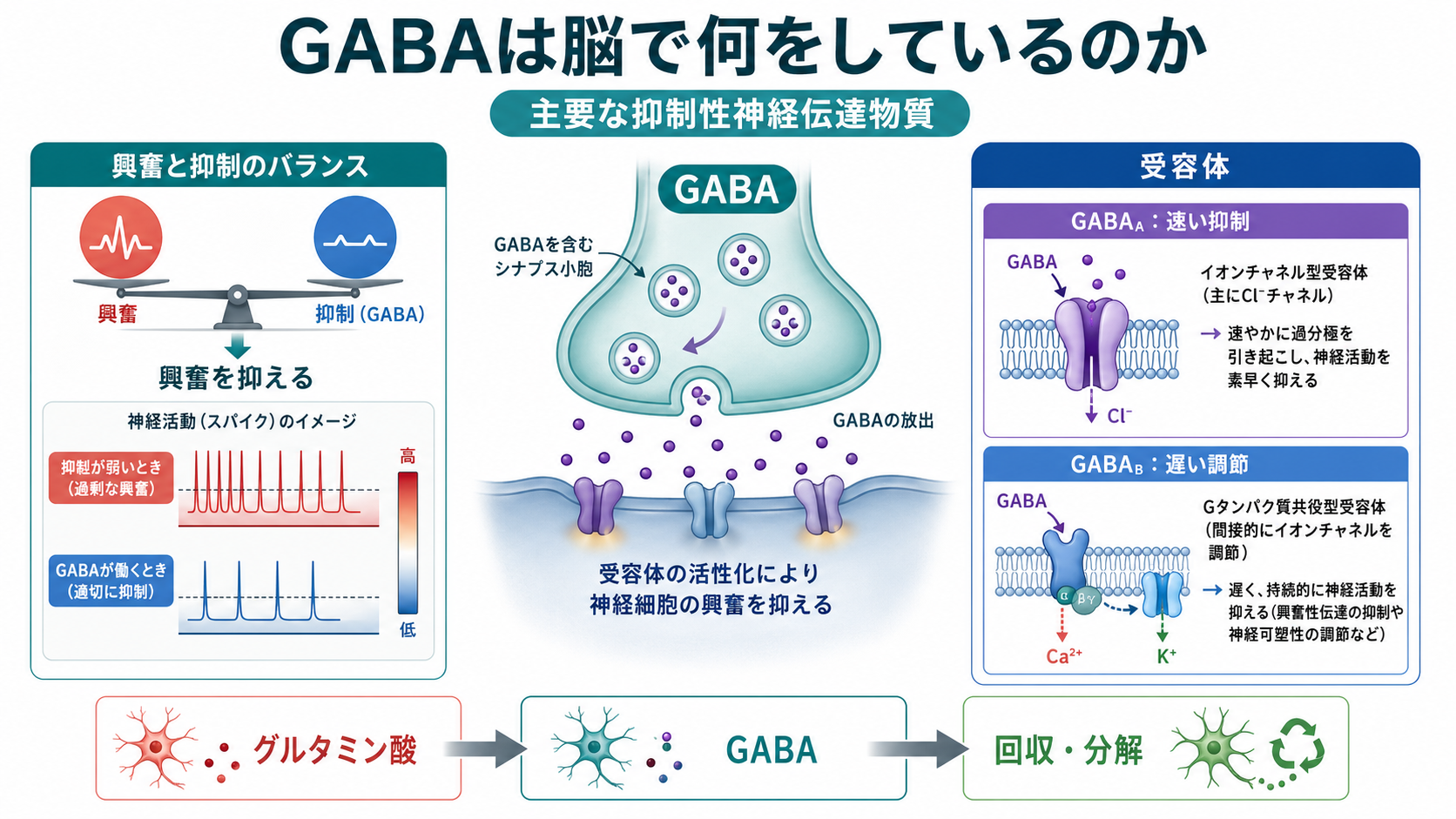 GABAの役割の概念地図