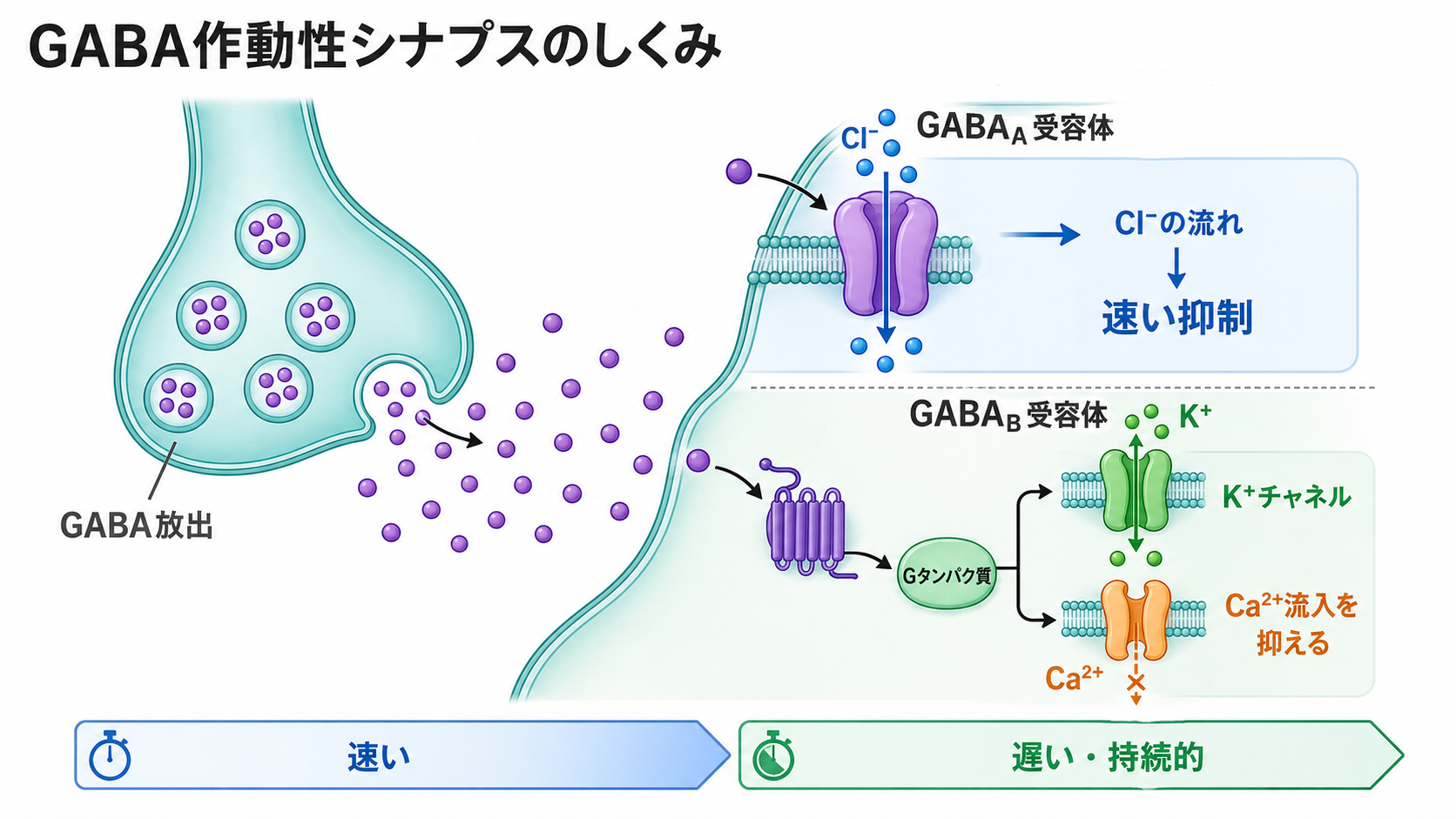 GABA作動性シナプスの機構