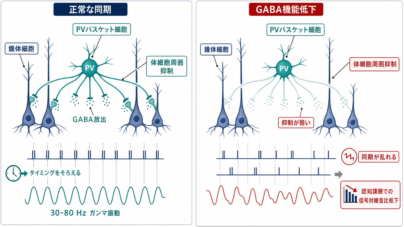 PV介在ニューロンとガンマ振動の同期障害