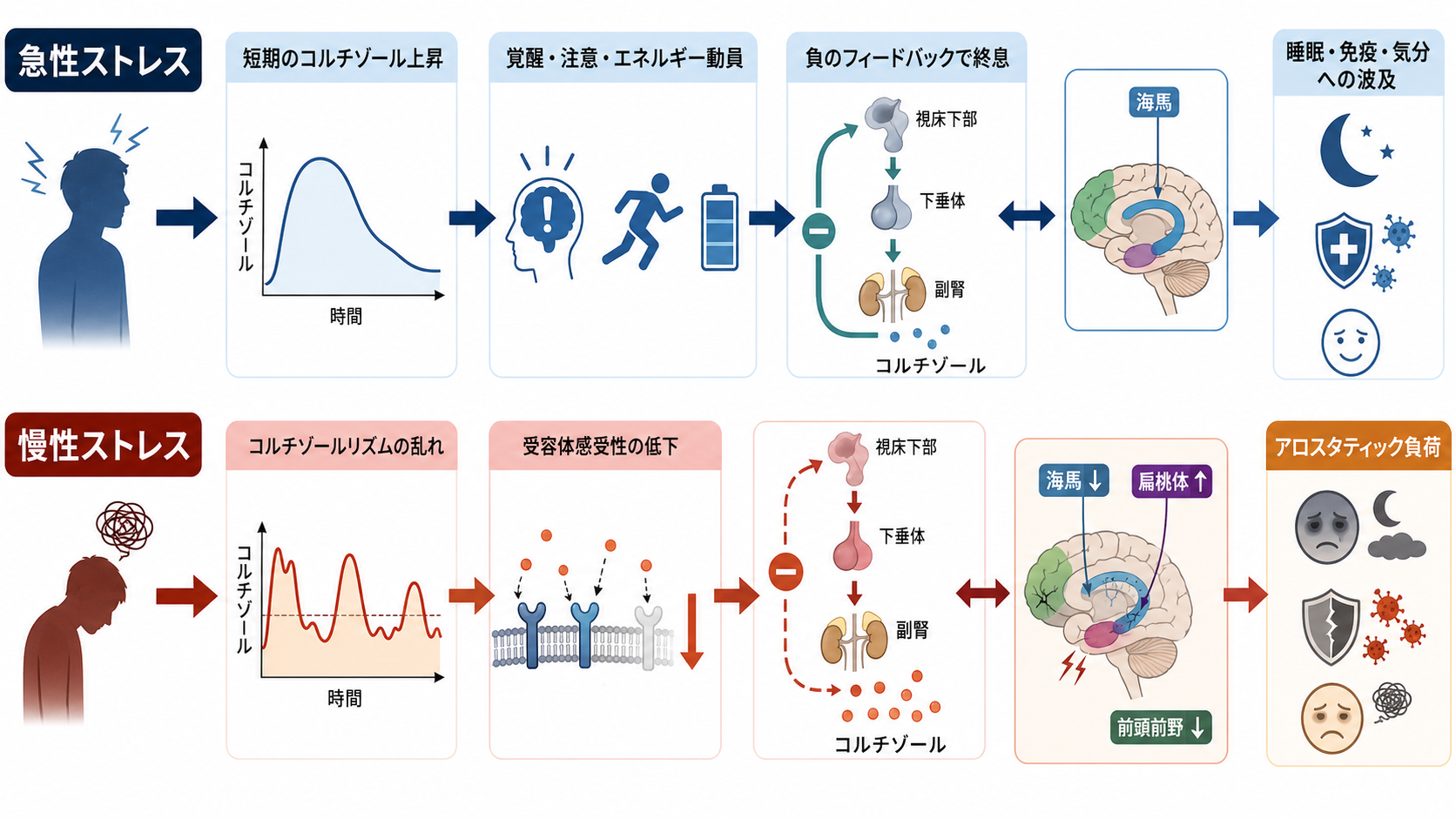 急性ストレスと慢性ストレスにおけるHPA軸メカニズム