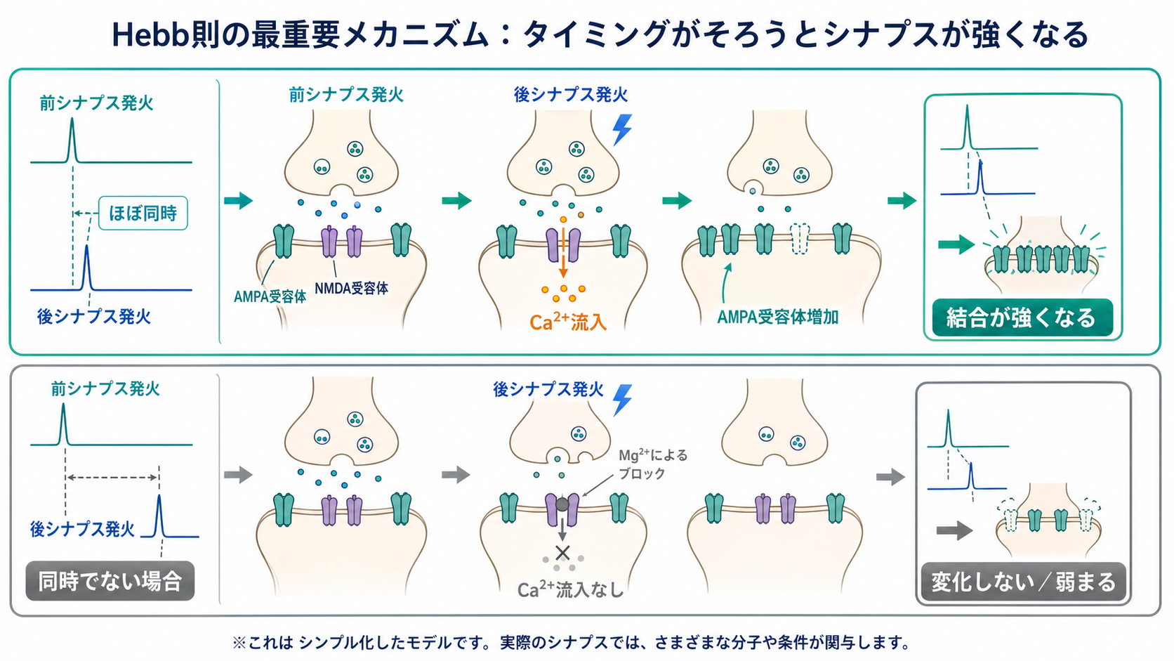 Hebb則のタイミング依存メカニズム