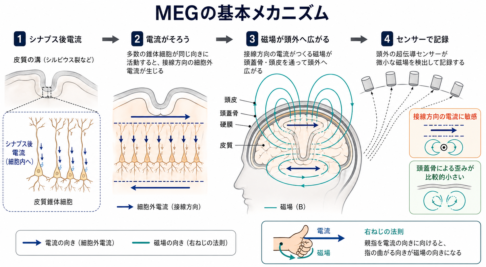MEGの基本メカニズム