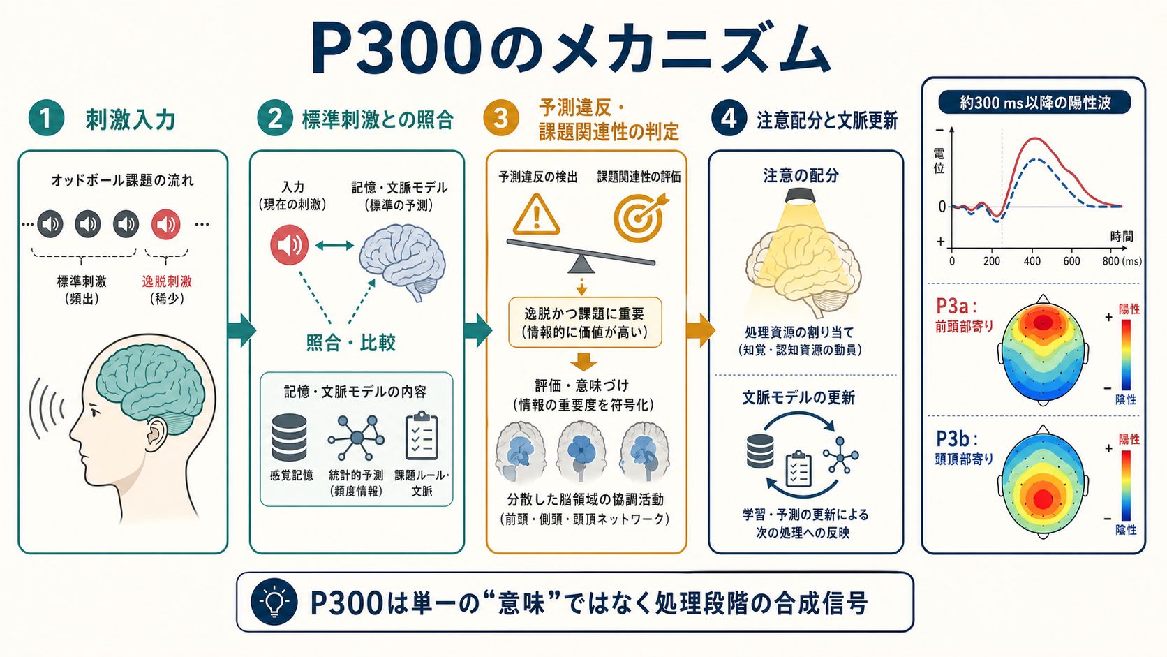 P300の発生メカニズム