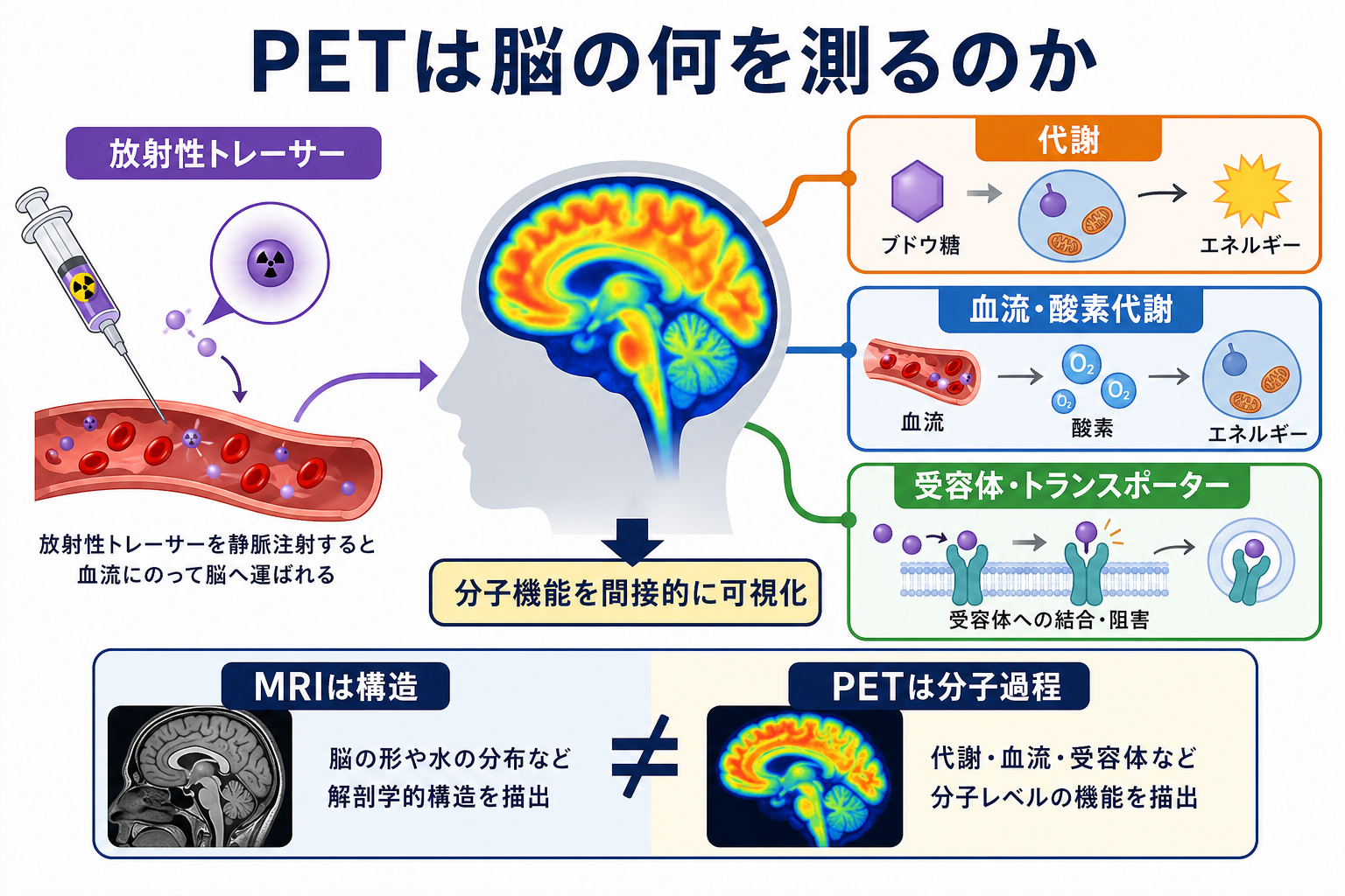 PETが測る脳内分子過程の概念地図