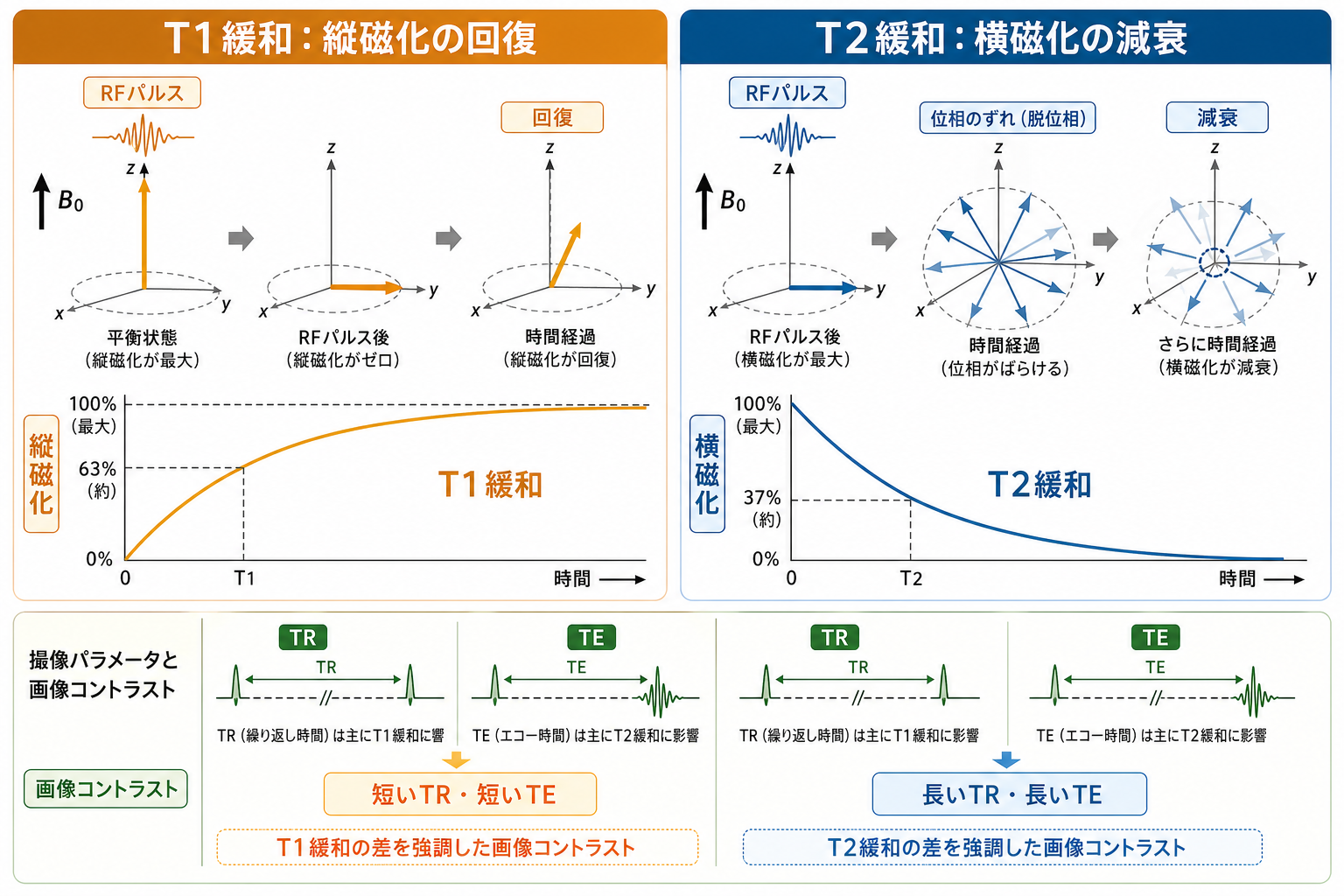 T1緩和とT2緩和のメカニズム