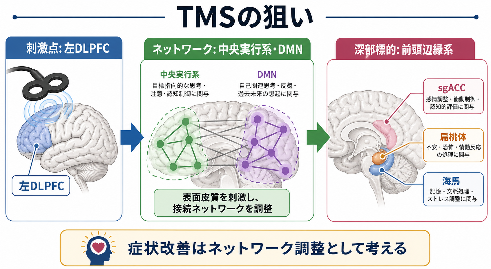 TMSが狙う前頭辺縁系ネットワーク