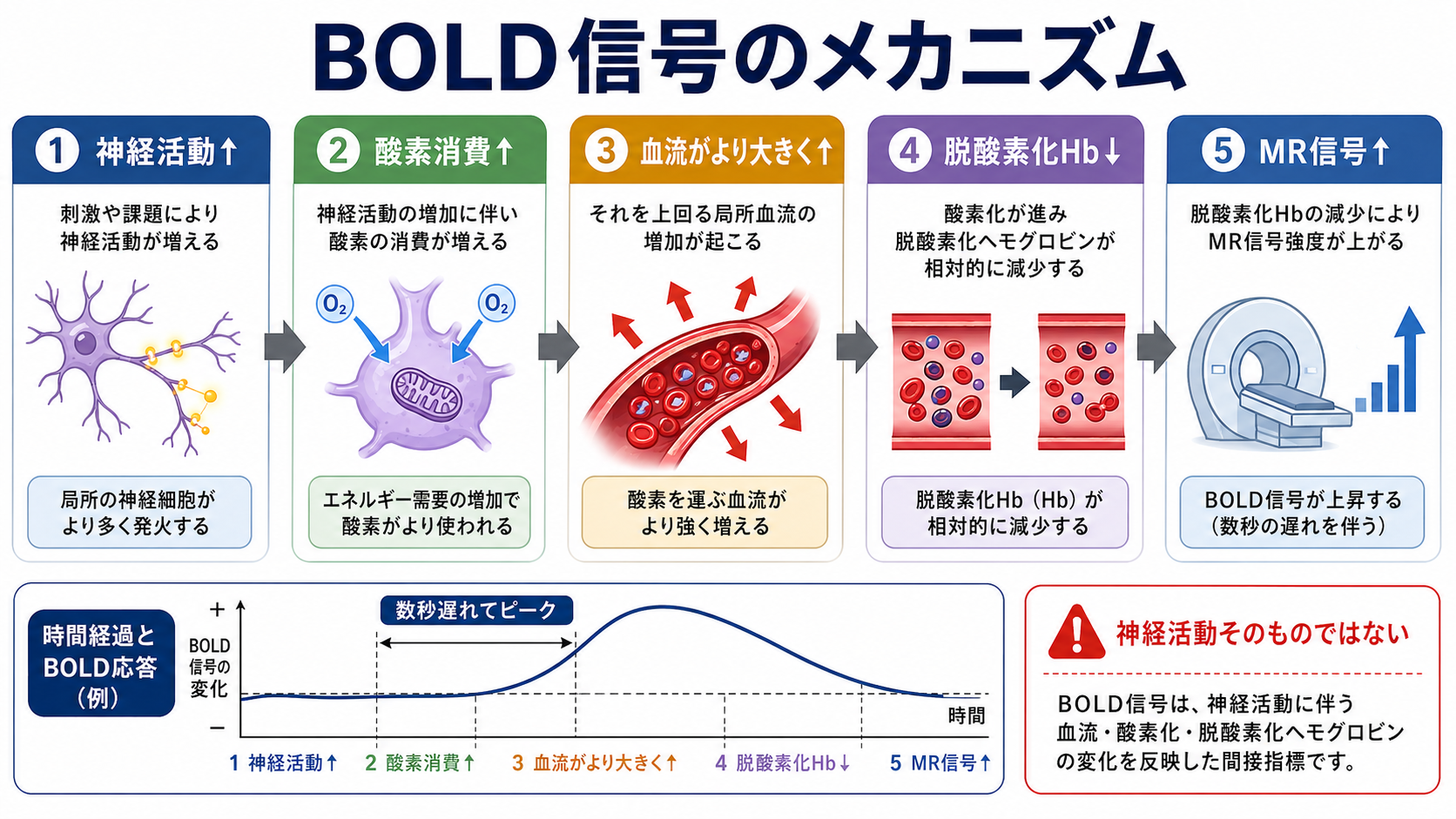 BOLD信号のメカニズム