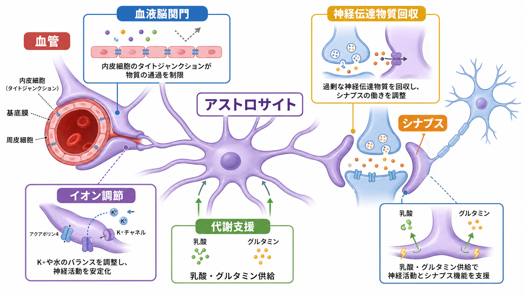 アストロサイトが血管とシナプスを結ぶ概念地図
