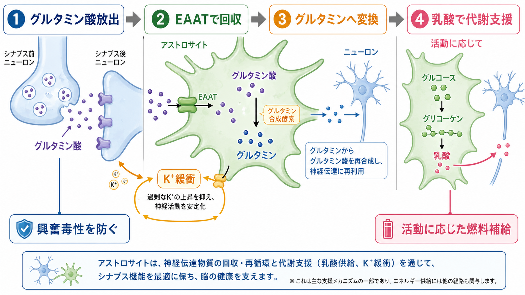 グルタミン酸回収と乳酸供給の流れ