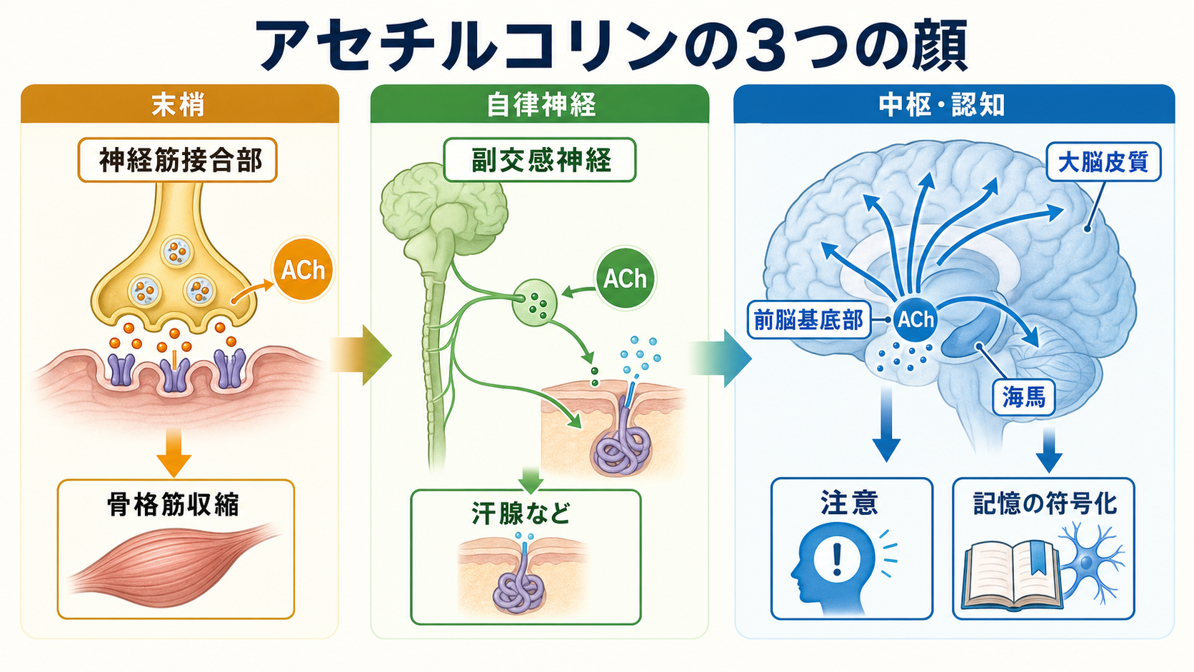 アセチルコリンの全体像