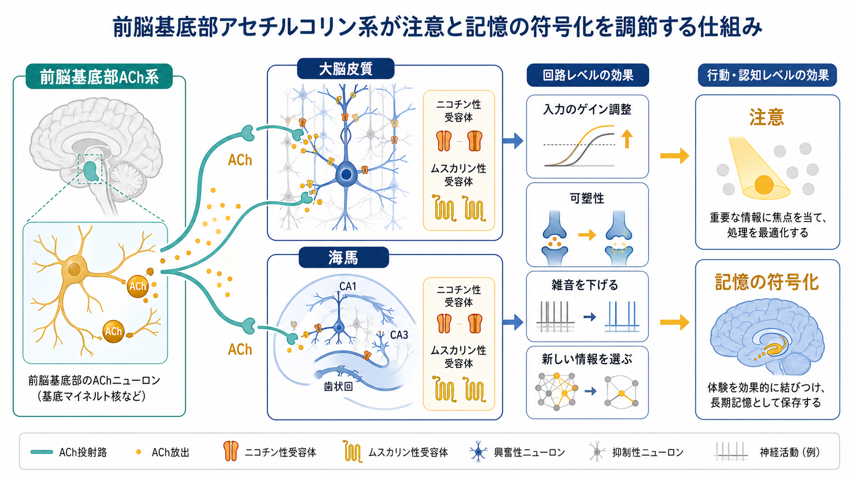前脳基底部ACh系のメカニズム