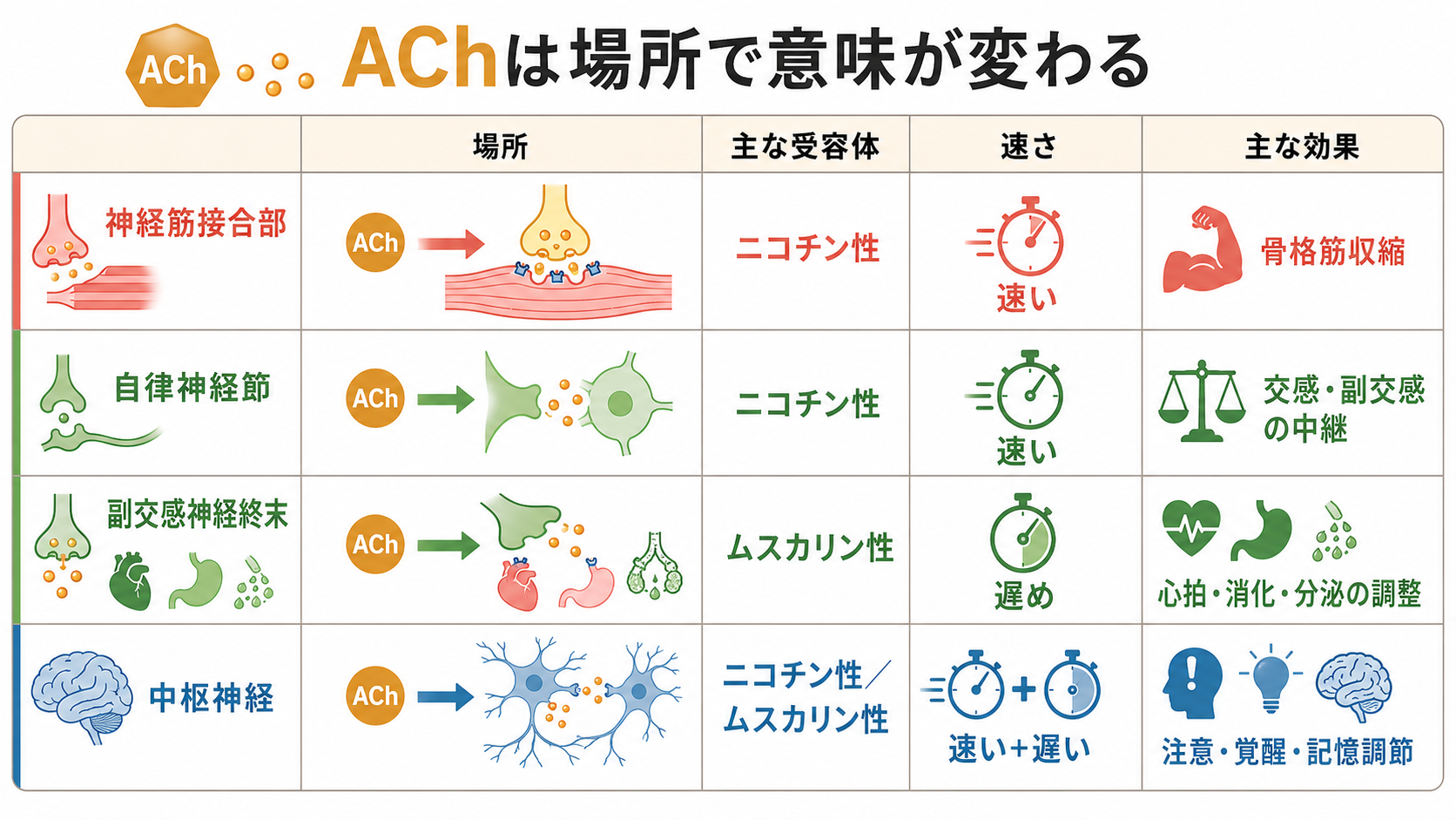 アセチルコリンの受容体と作用場所