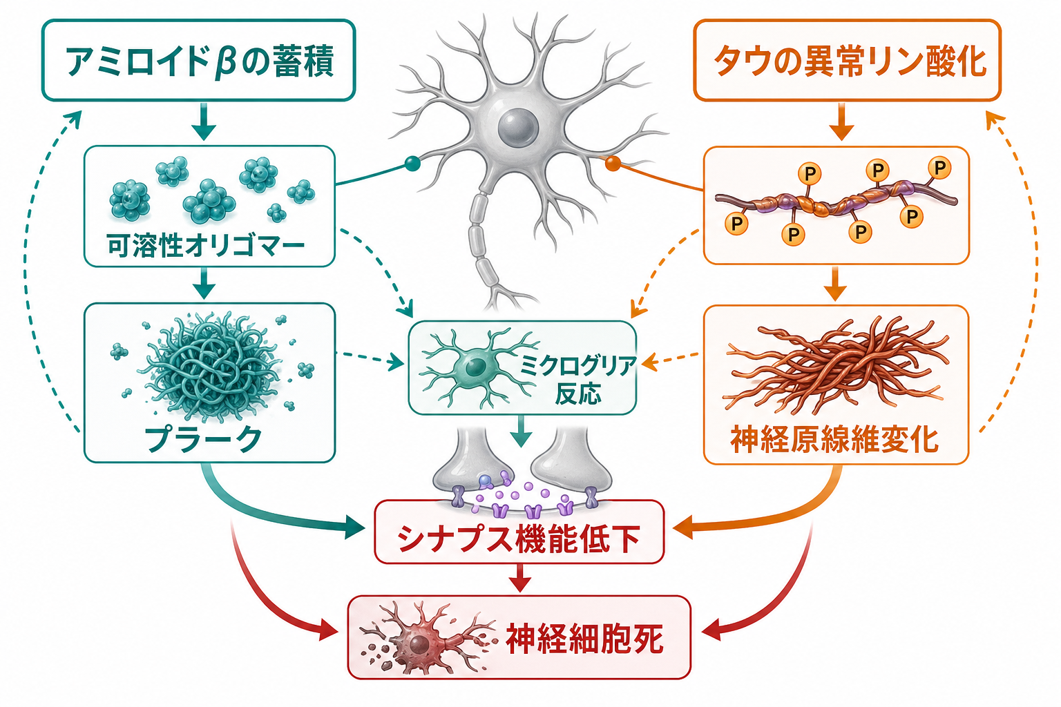 アミロイドβとタウがシナプス障害へつながる機構