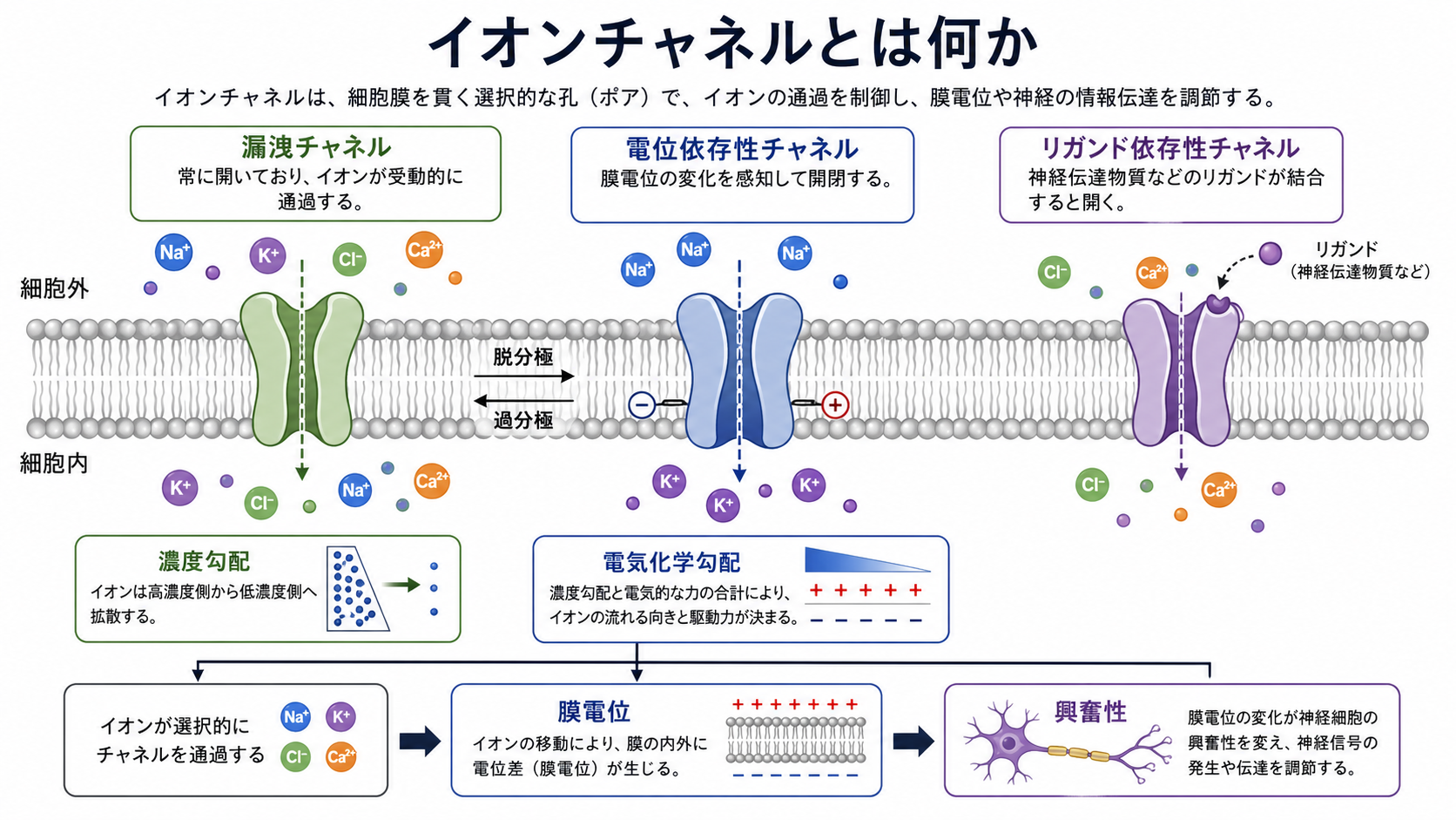 イオンチャネルの概念地図
