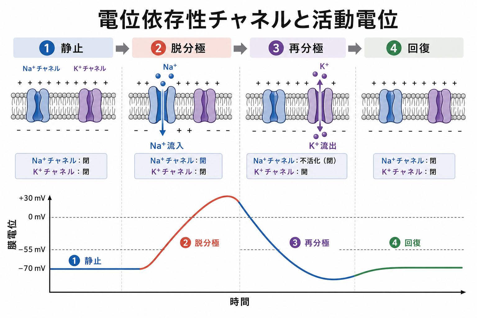 電位依存性チャネルと活動電位