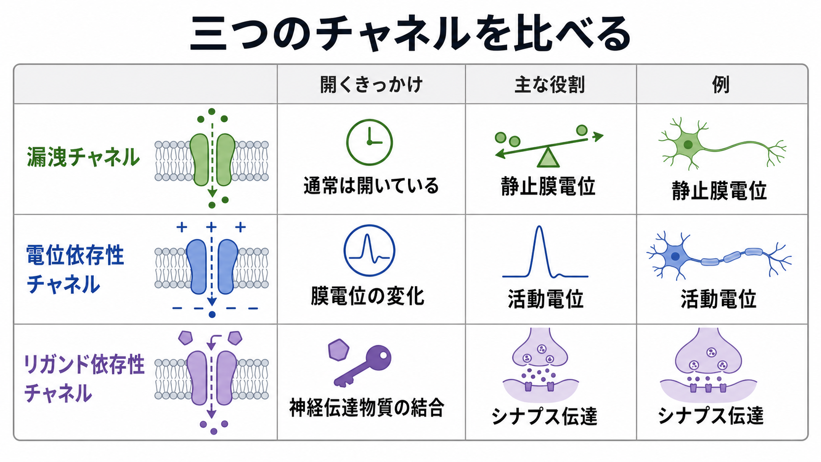 三つのイオンチャネルの比較