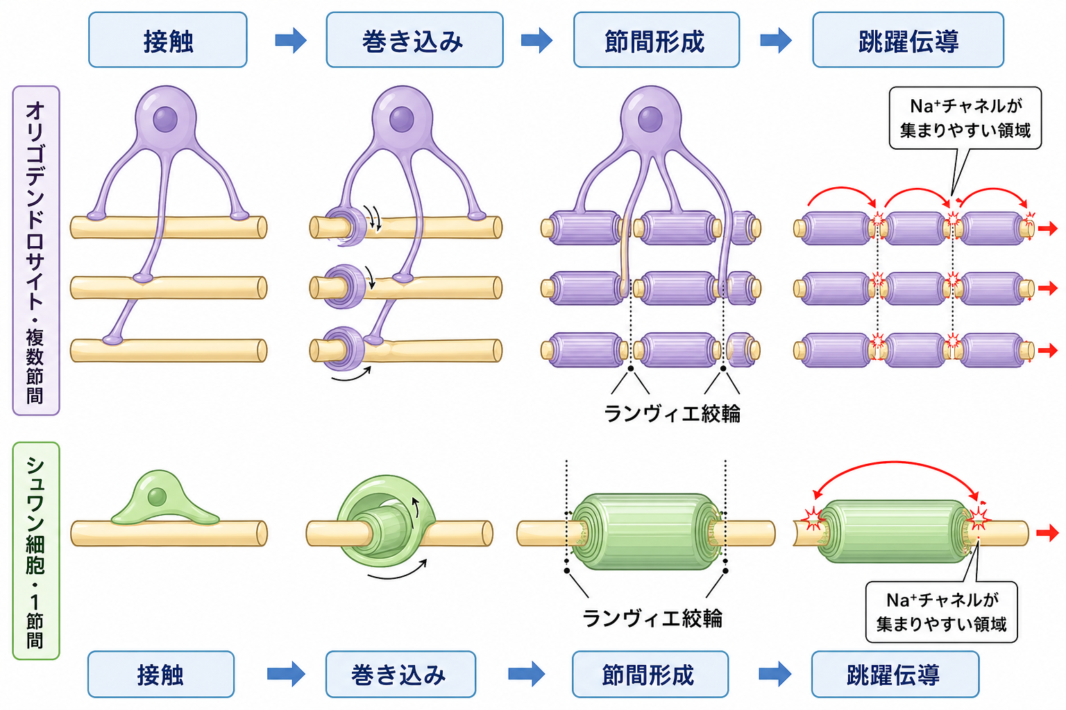 髄鞘形成と跳躍伝導の仕組み