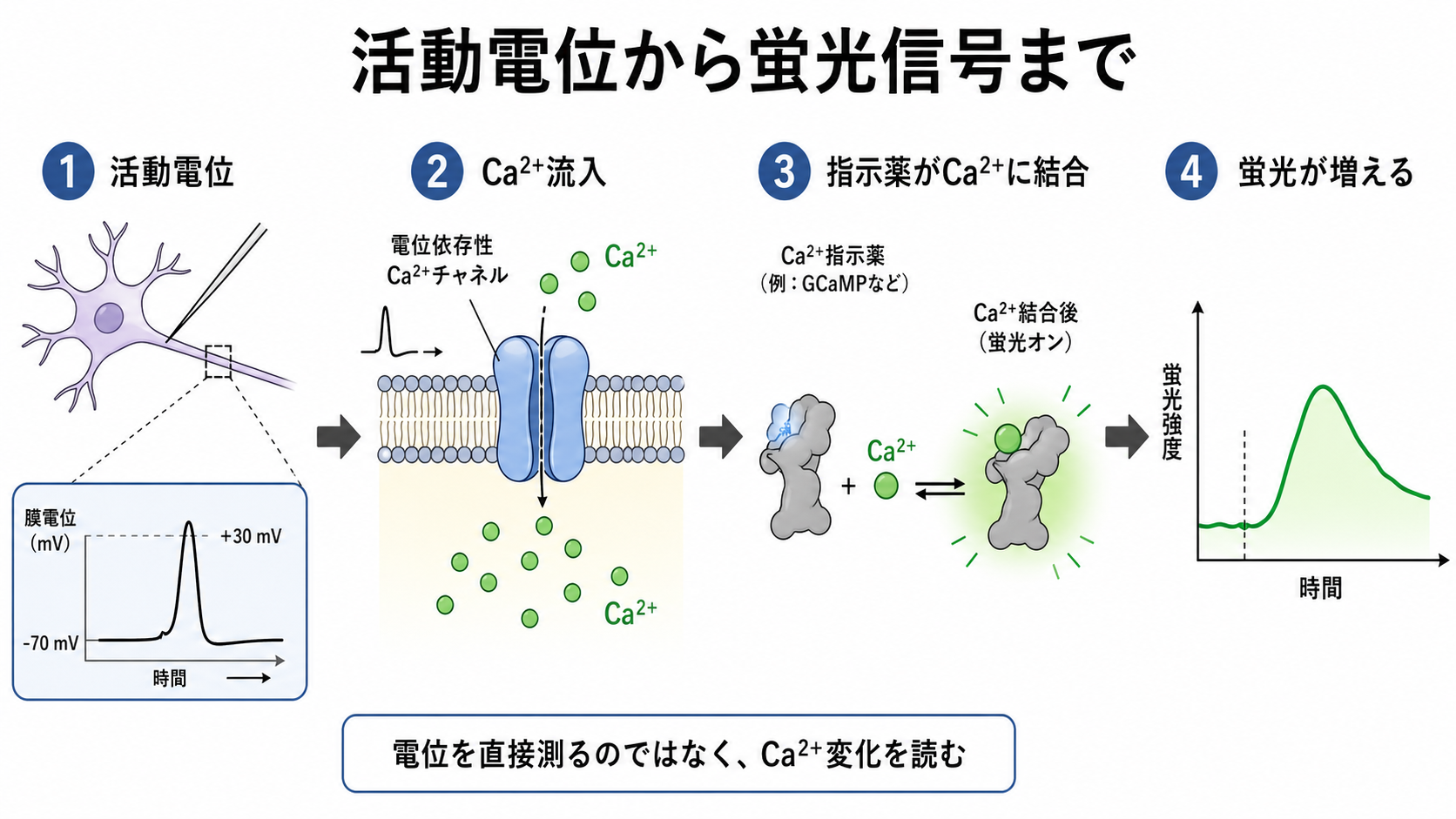 活動電位から蛍光信号までの流れ