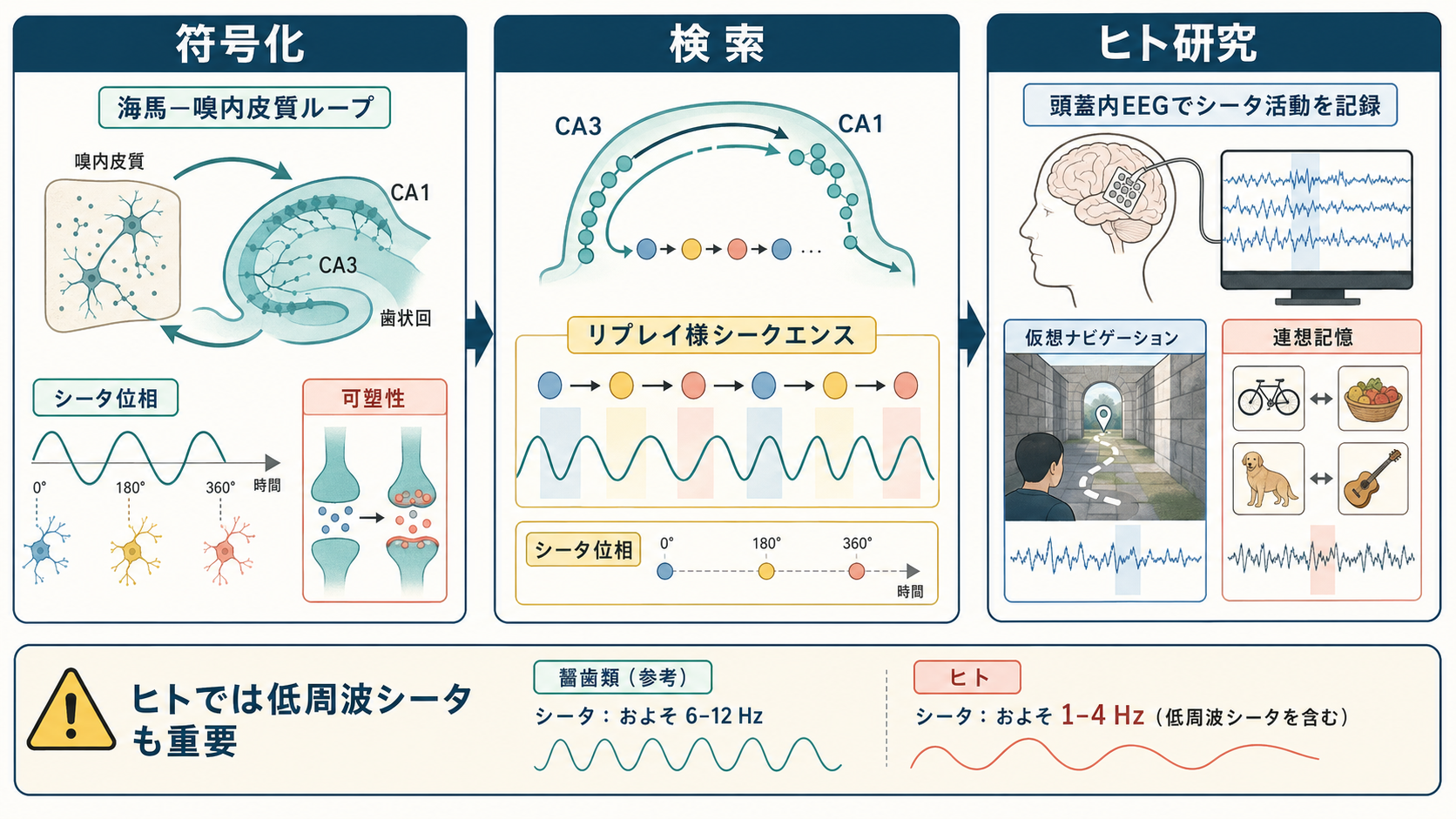 ガンマ振動と認知機能の概念地図