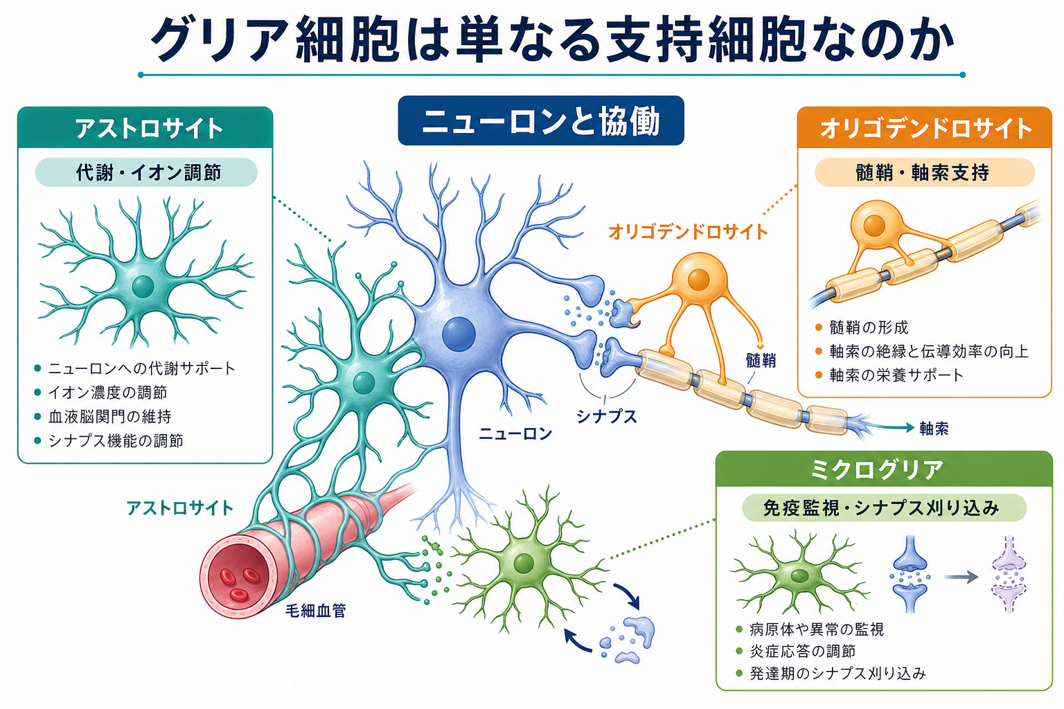 グリア細胞の主要タイプと役割