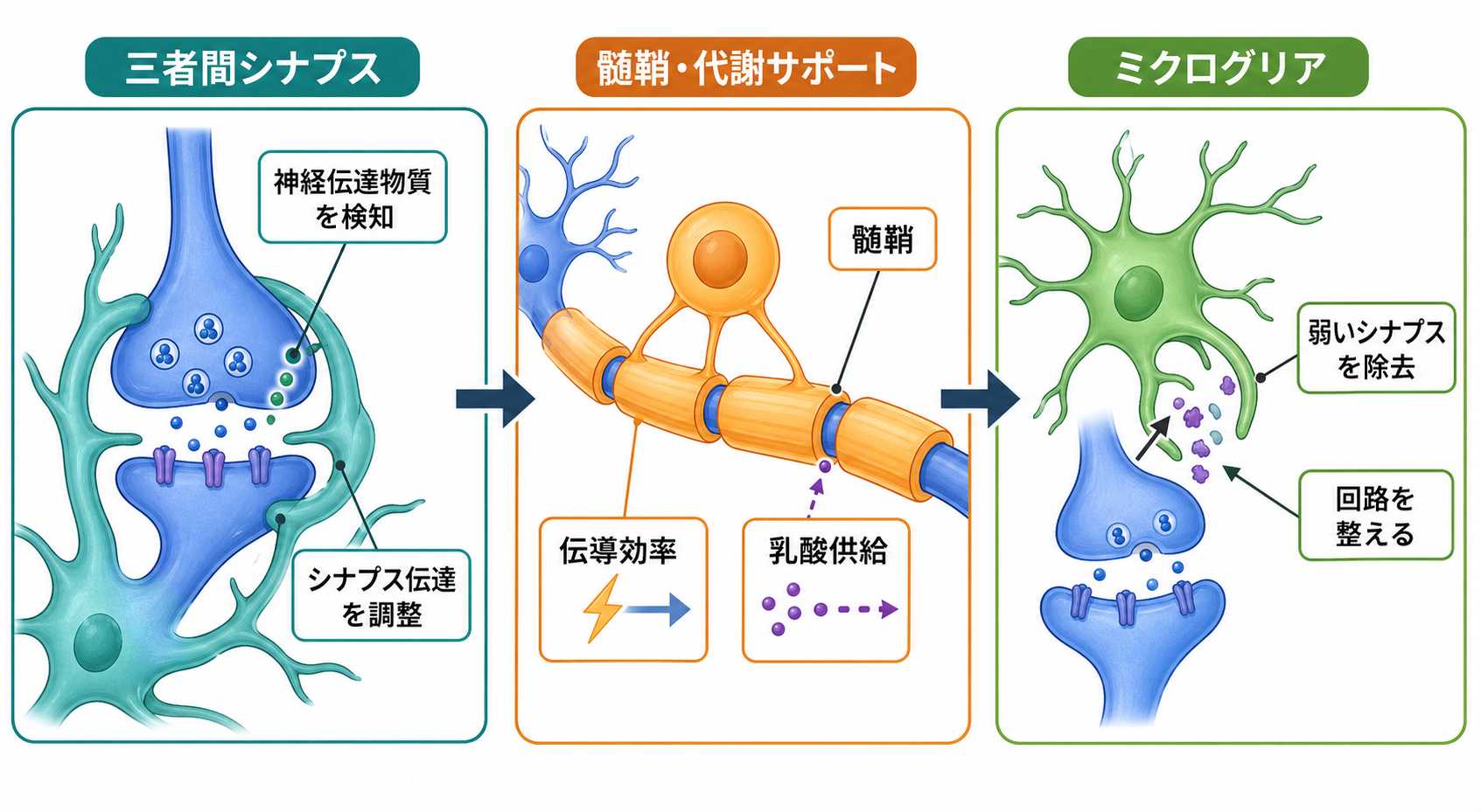 グリア細胞がシナプスと軸索を調整する仕組み