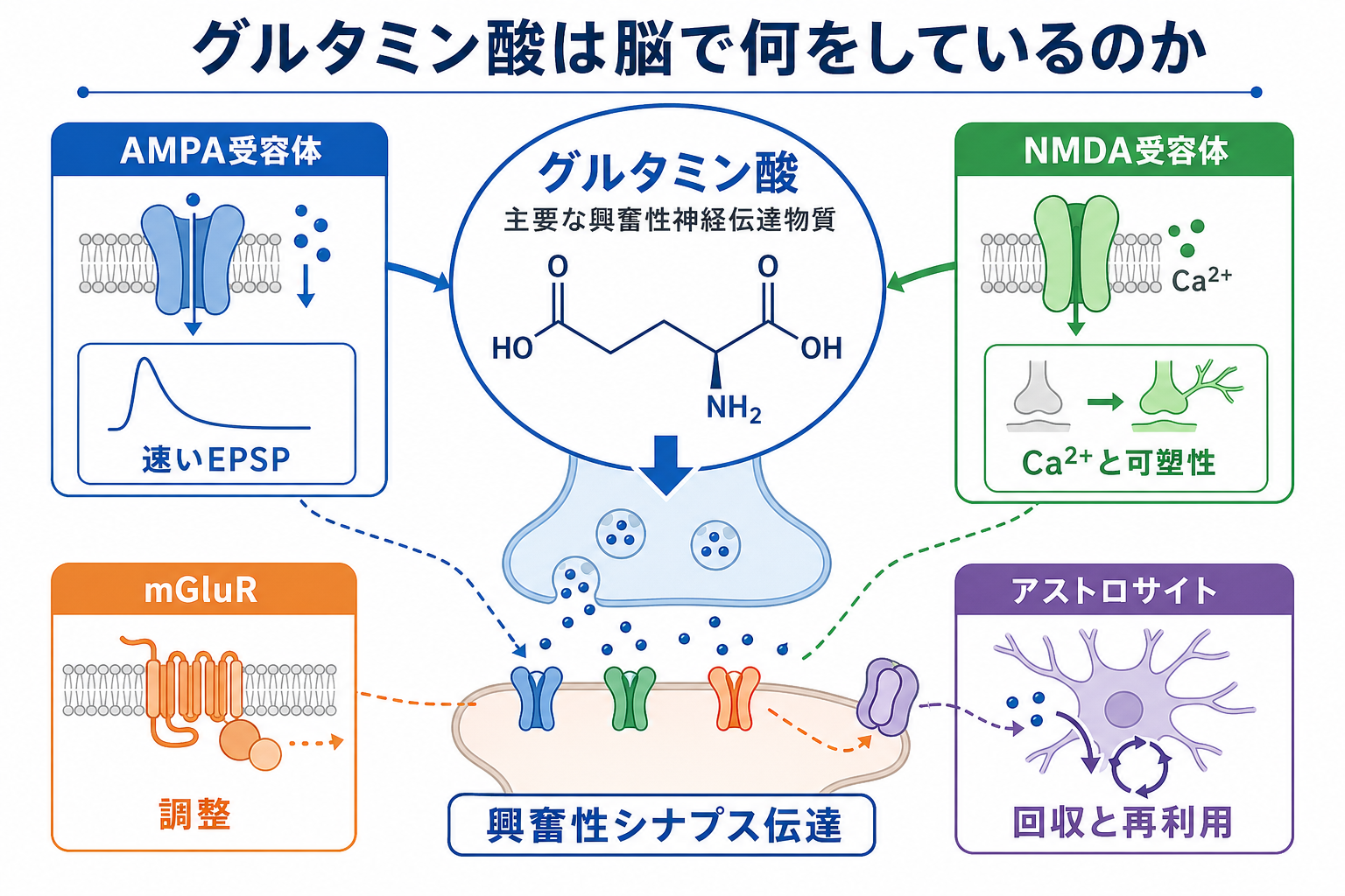 グルタミン酸の概念地図