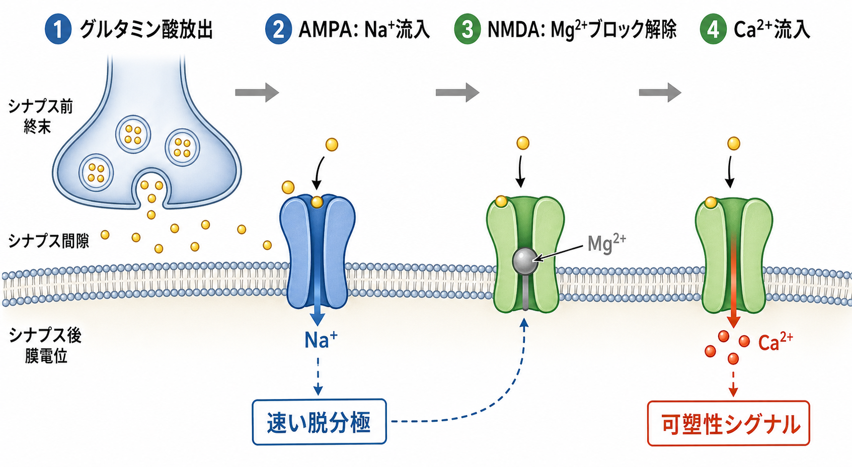 AMPA受容体とNMDA受容体の機構