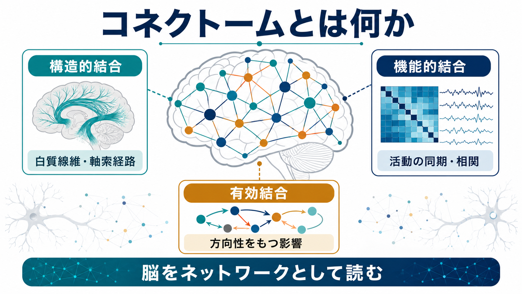 コネクトームの基本概念