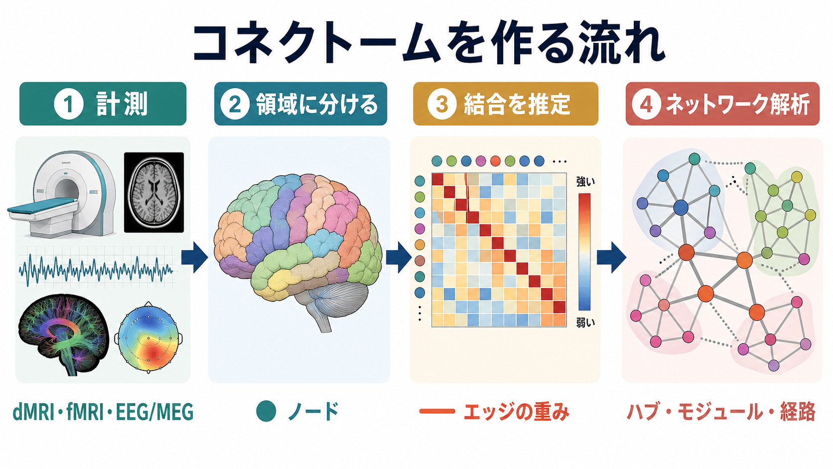 コネクトームを作る流れ