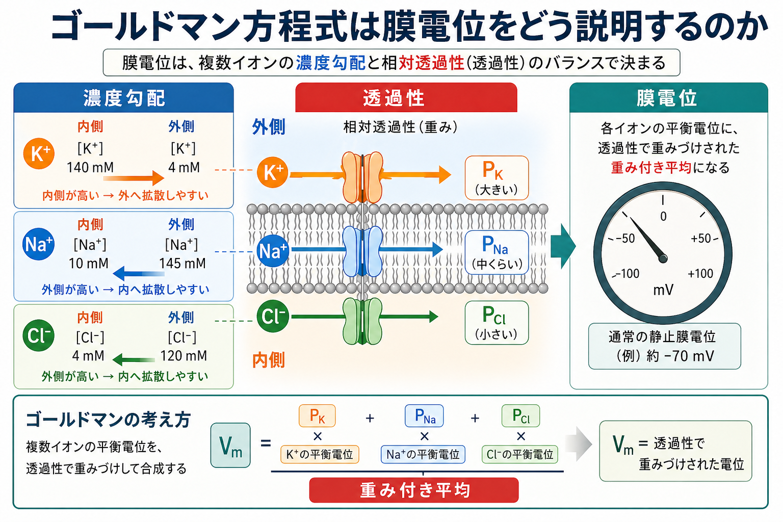 ゴールドマン方程式の概念地図