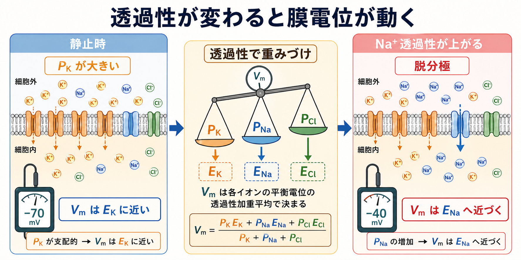 透過性が膜電位を動かす仕組み