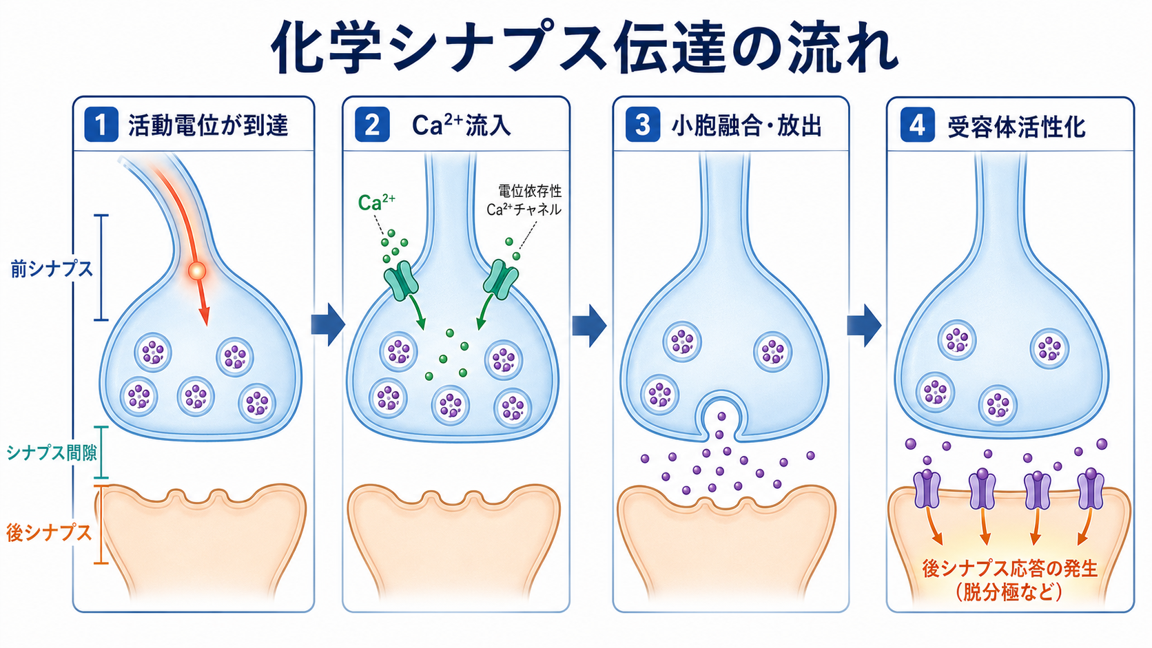 化学シナプス伝達の流れ