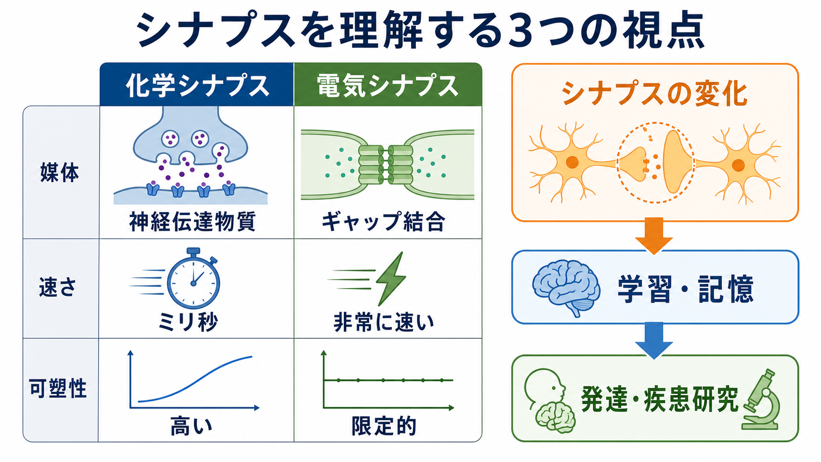 化学シナプスと電気シナプス、可塑性の比較