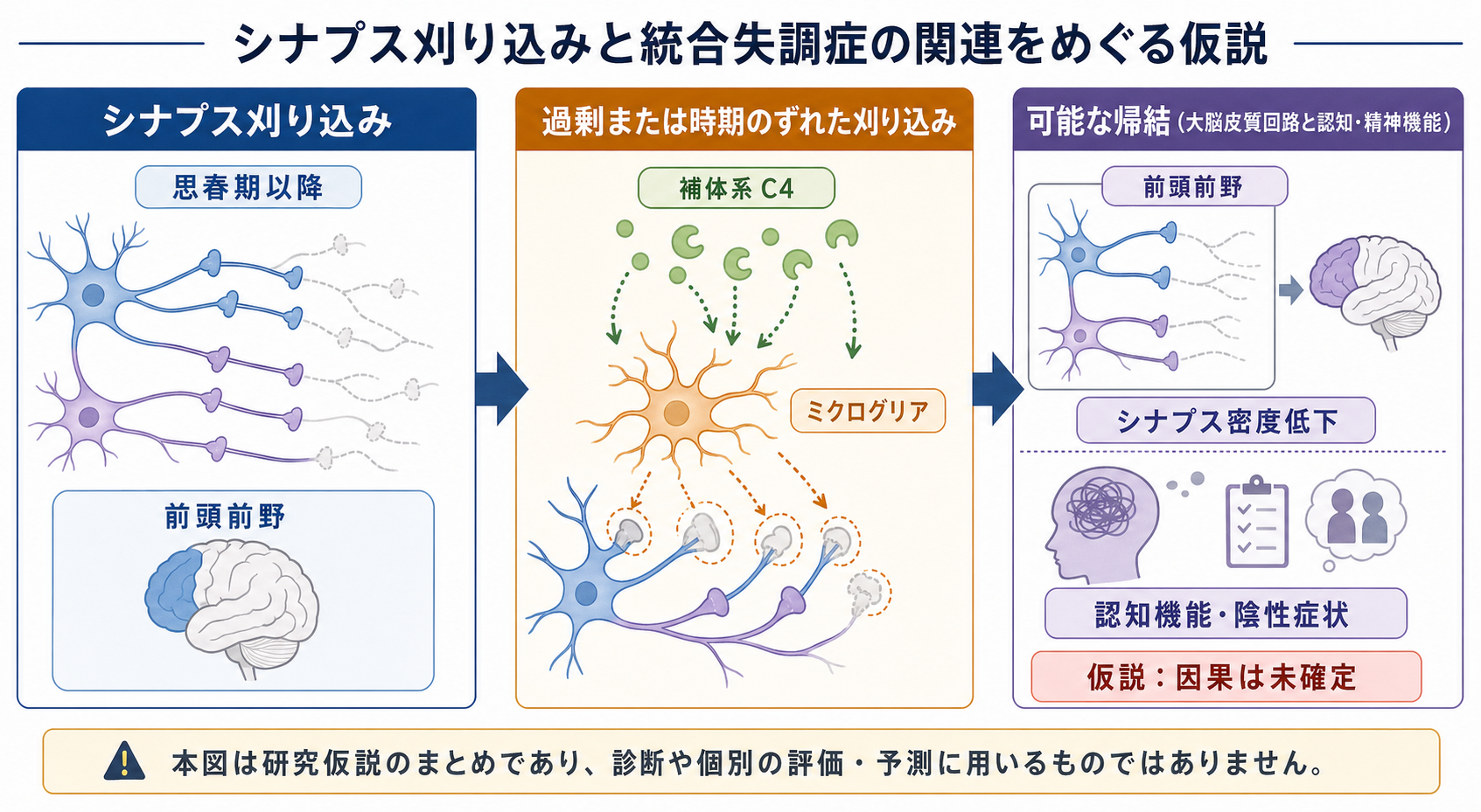 シナプス刈り込み仮説の概念地図