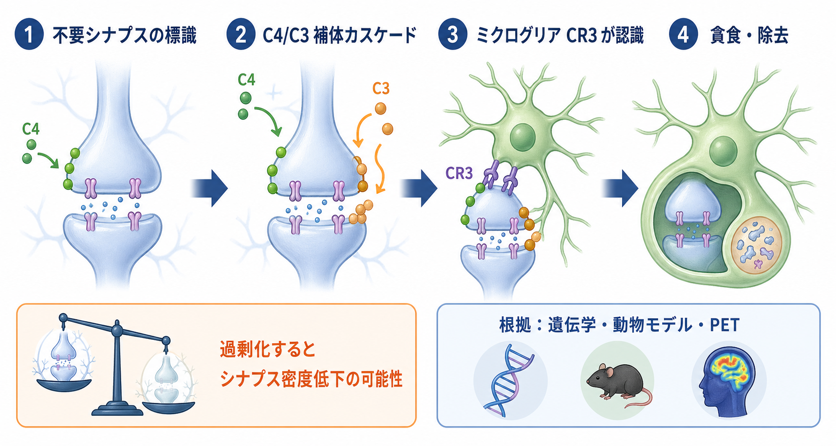 補体系とミクログリアによるシナプス除去機構