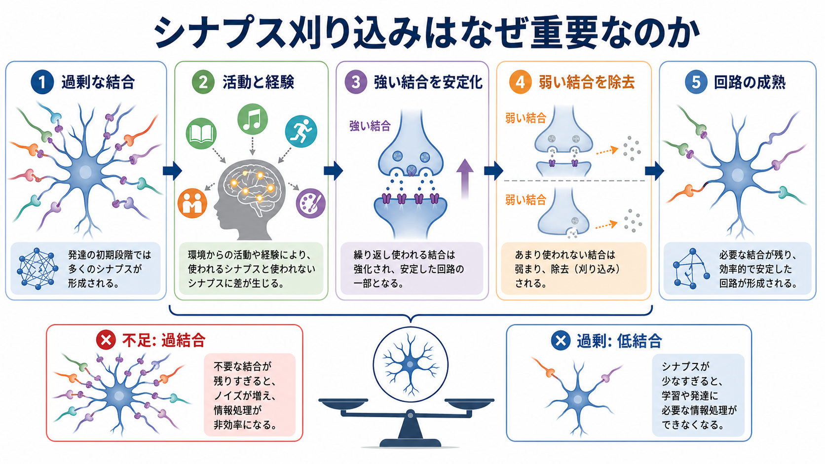 シナプス刈り込みの全体像