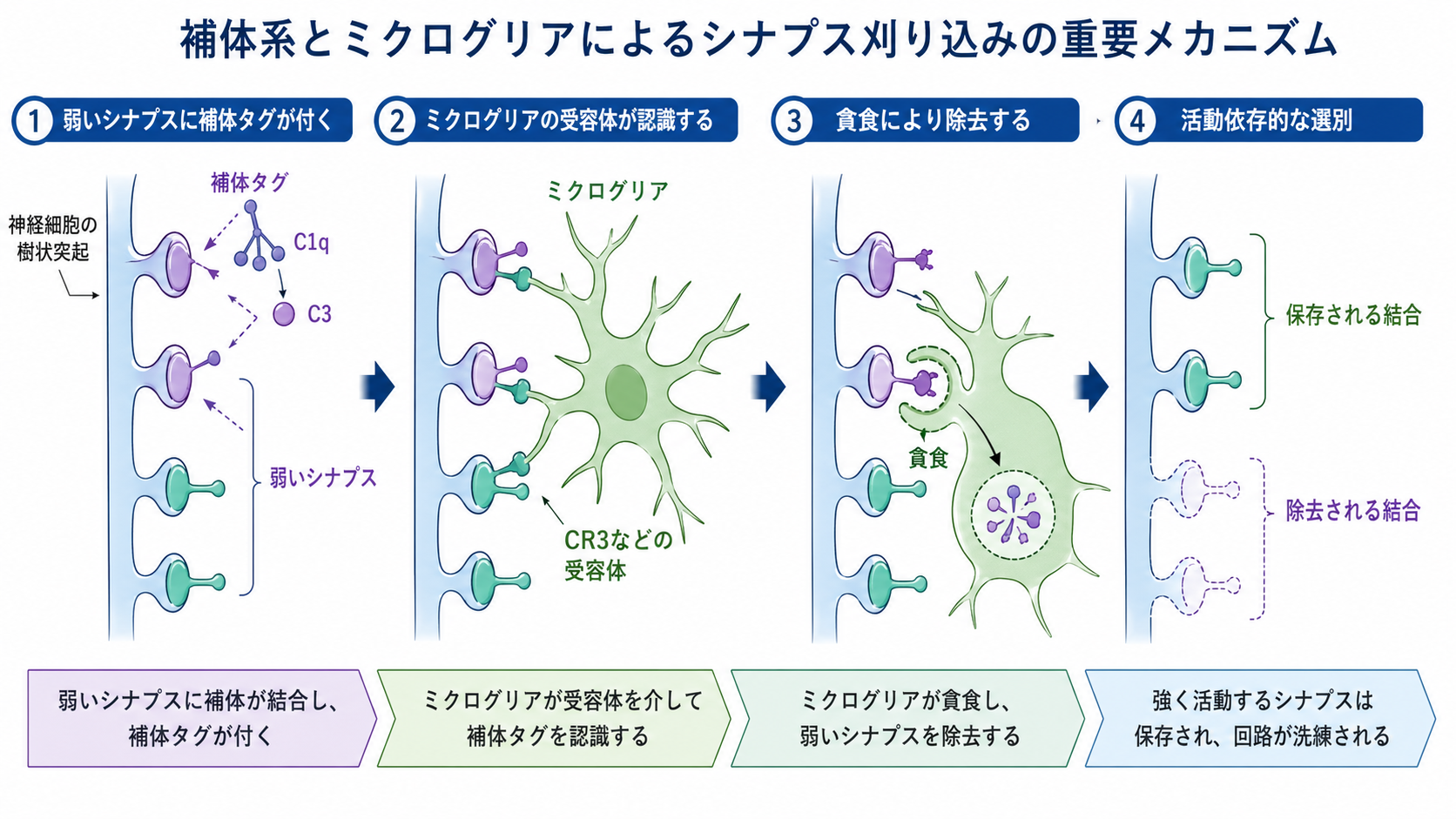 補体系とミクログリアによるシナプス選別