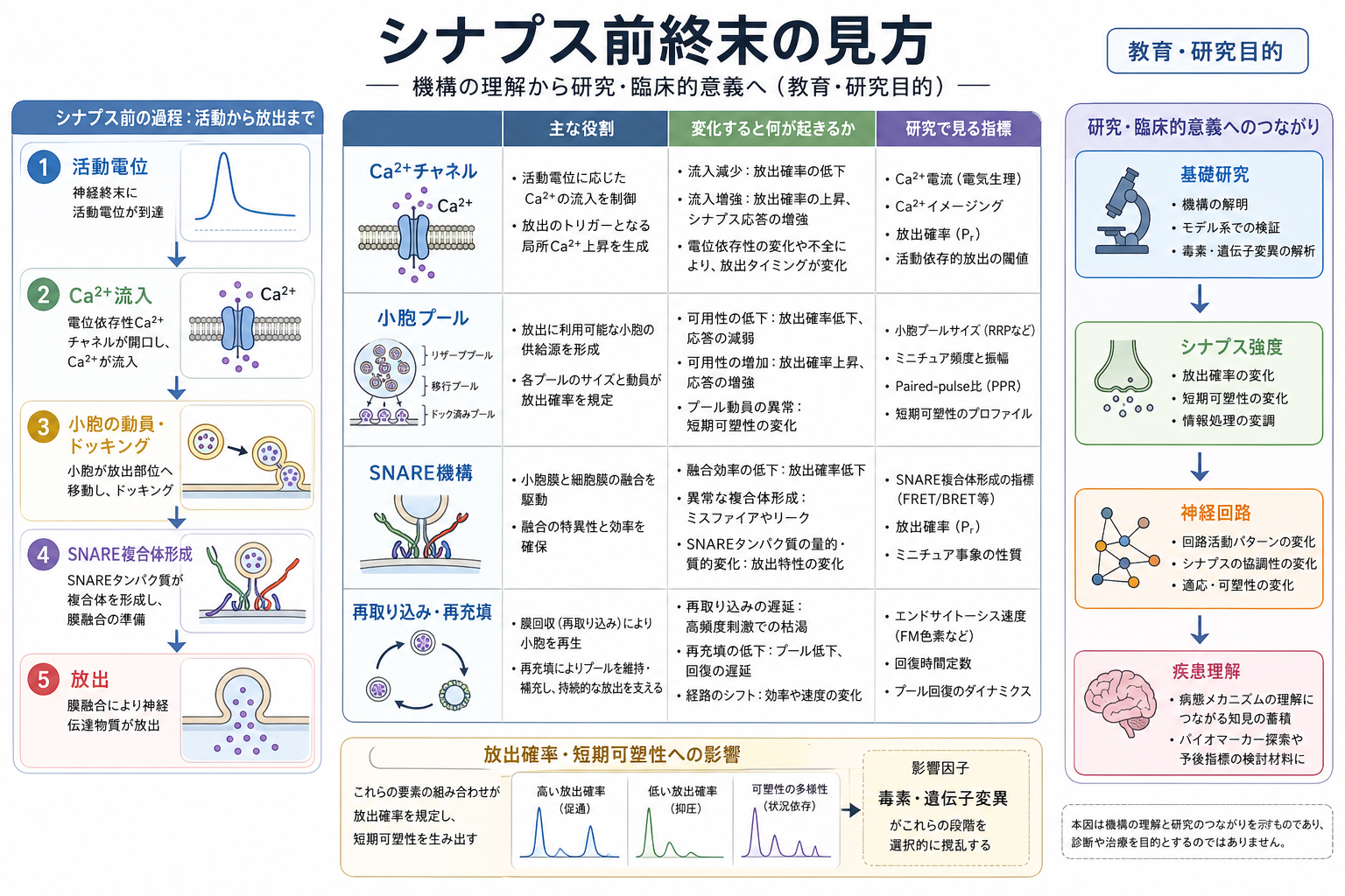 シナプス前終末の全体像