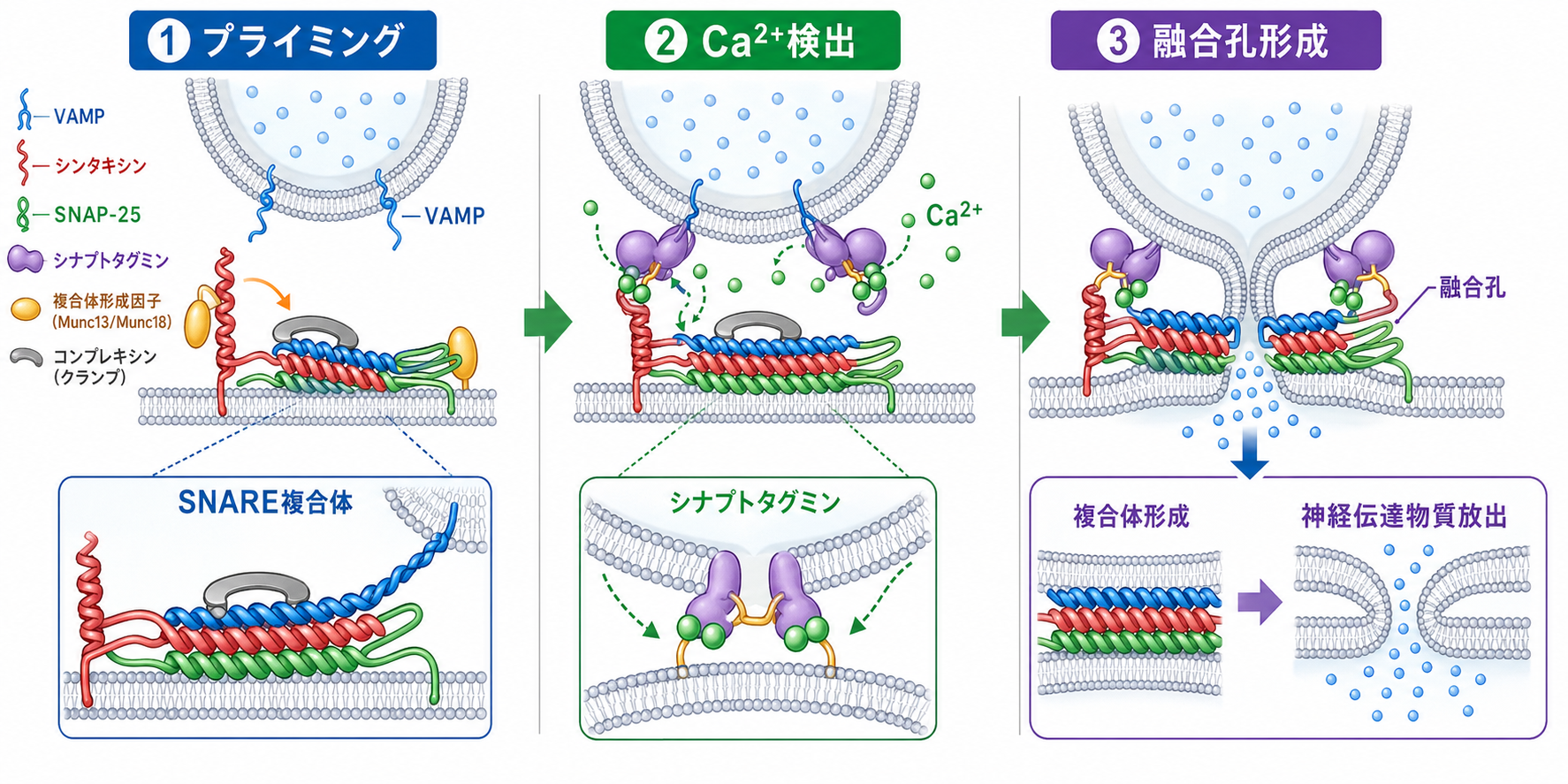 研究と臨床への接続図