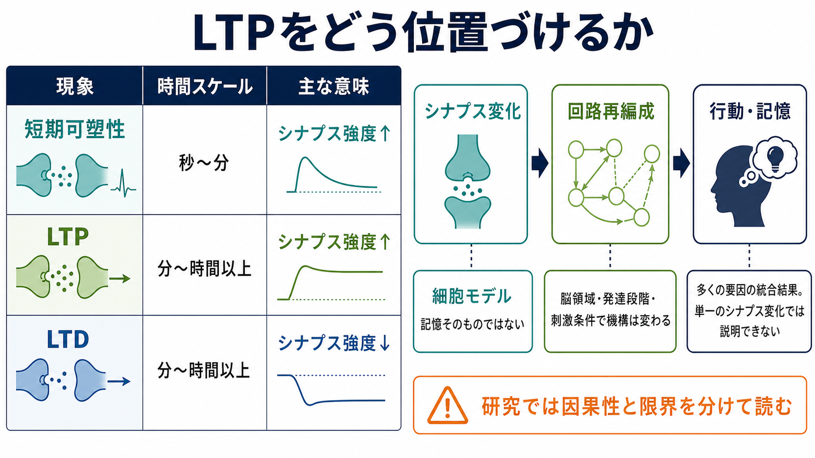 NMDA受容体依存性LTPの機構