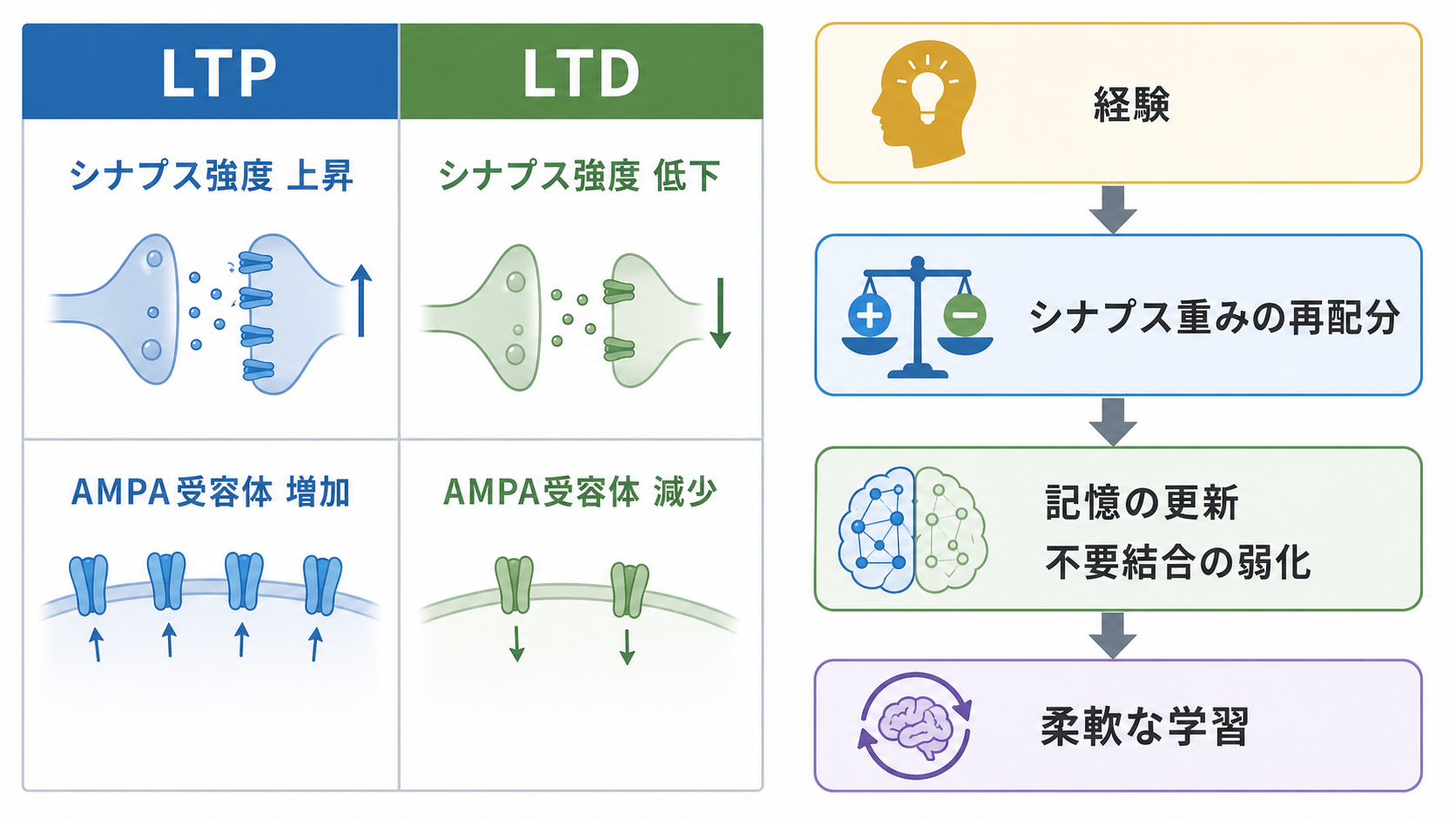 機能的可塑性と構造的可塑性の比較