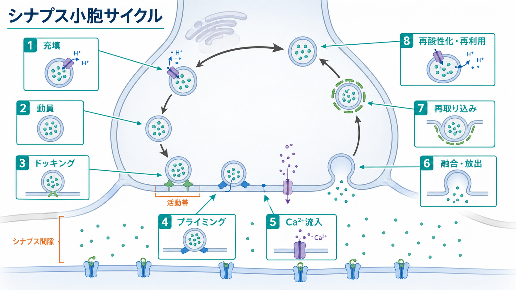 シナプス小胞サイクルの全体像